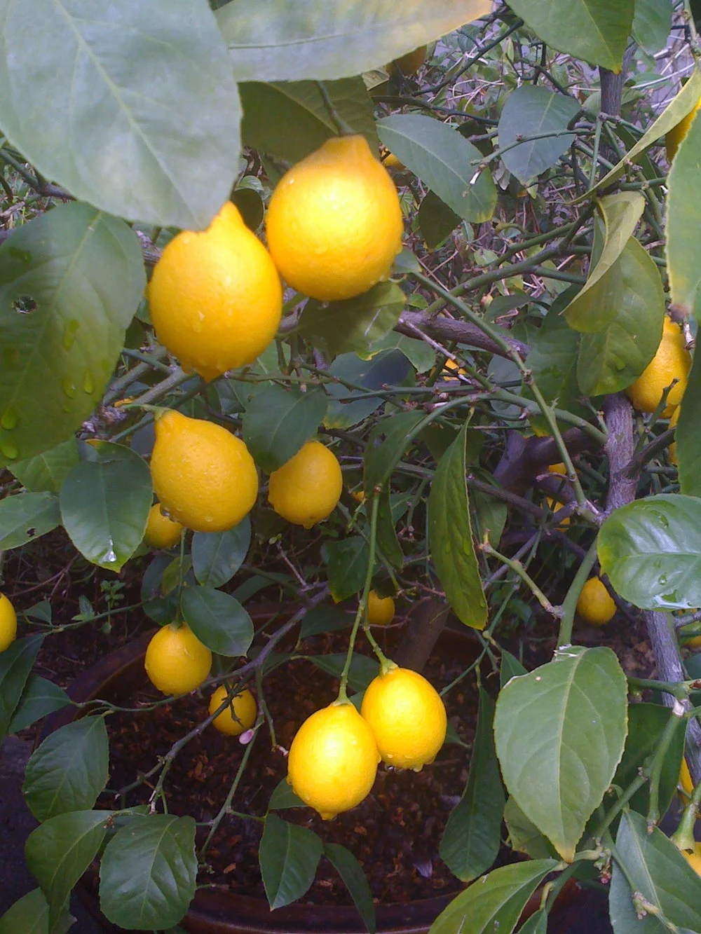 forgotten fruit.jpg