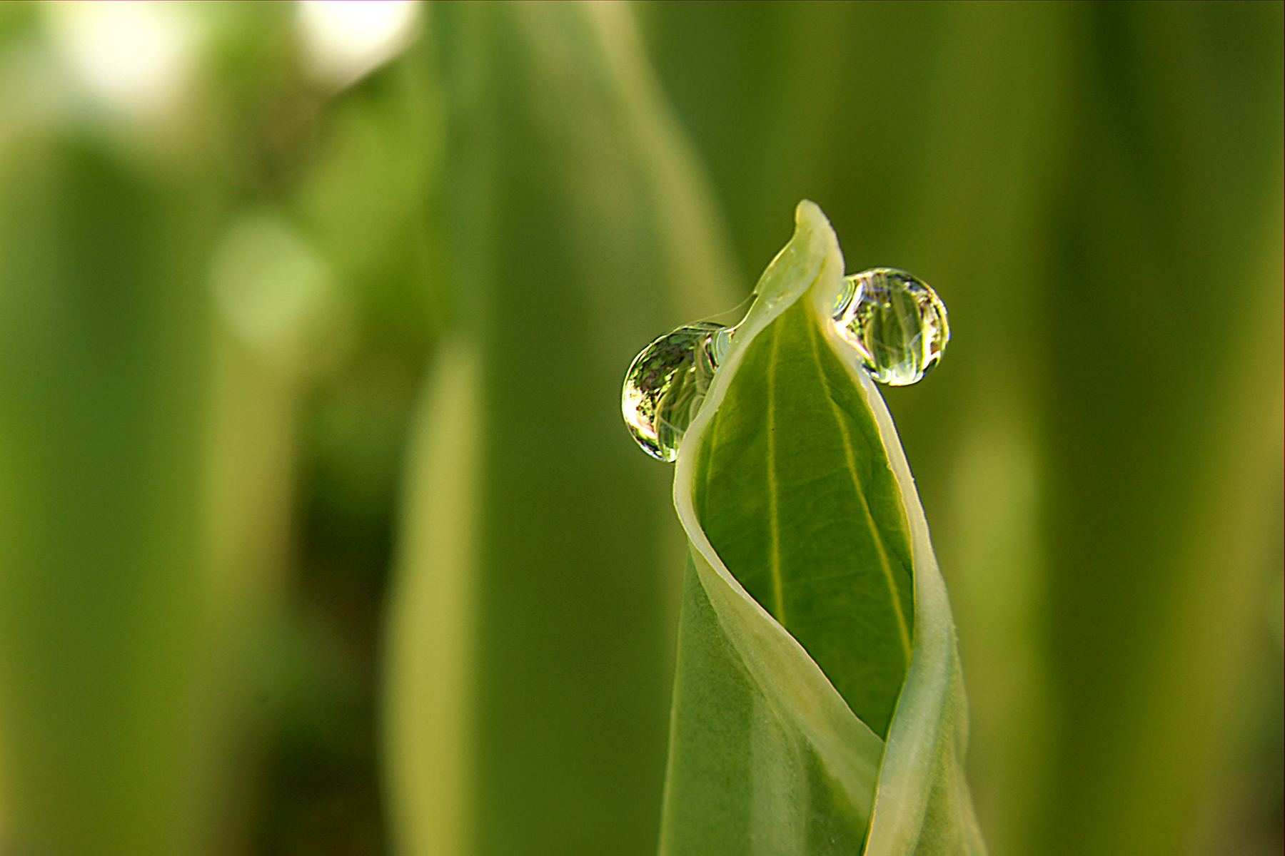 dewdrops hostasDSC08486fp.jpg