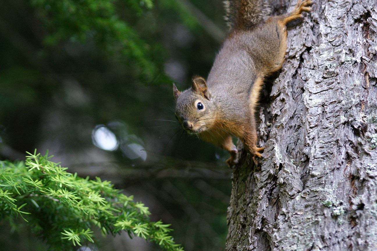 Douglas Squirrel.jpg