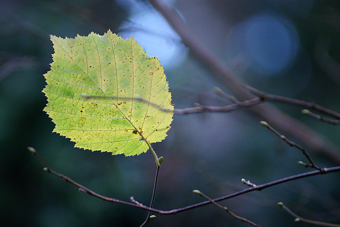 leafDSC00737.jpg