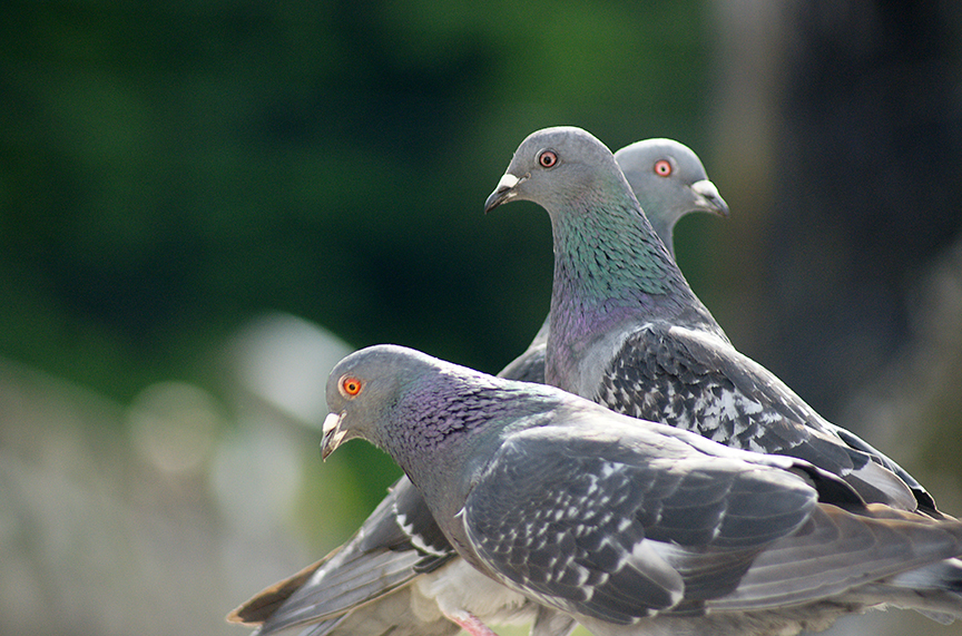 les muse des pigeons?.jpg