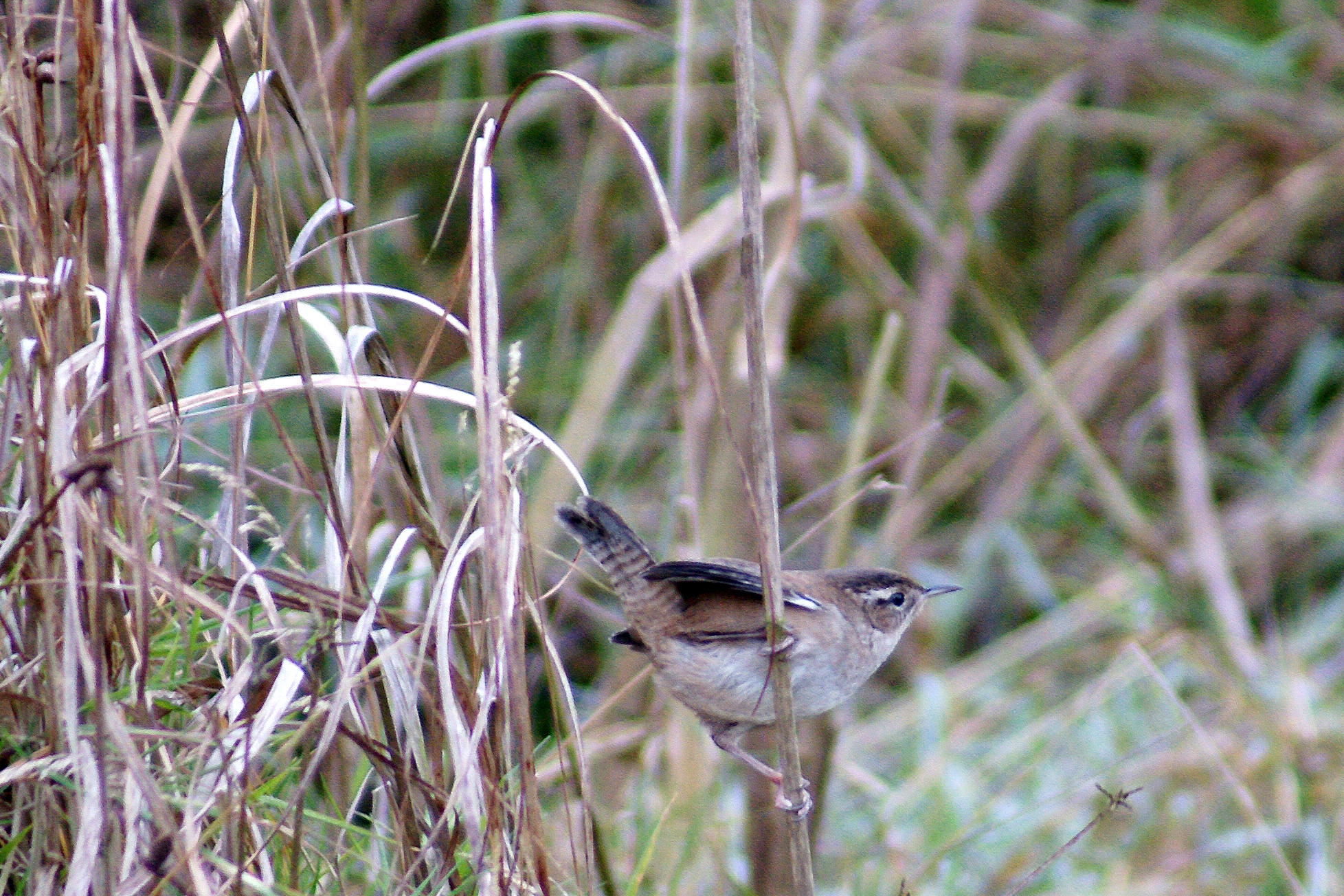 marsh wrenDSC00371.JPG