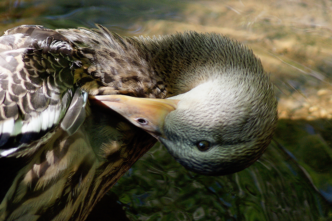 preening mallardDSC03067.JPG