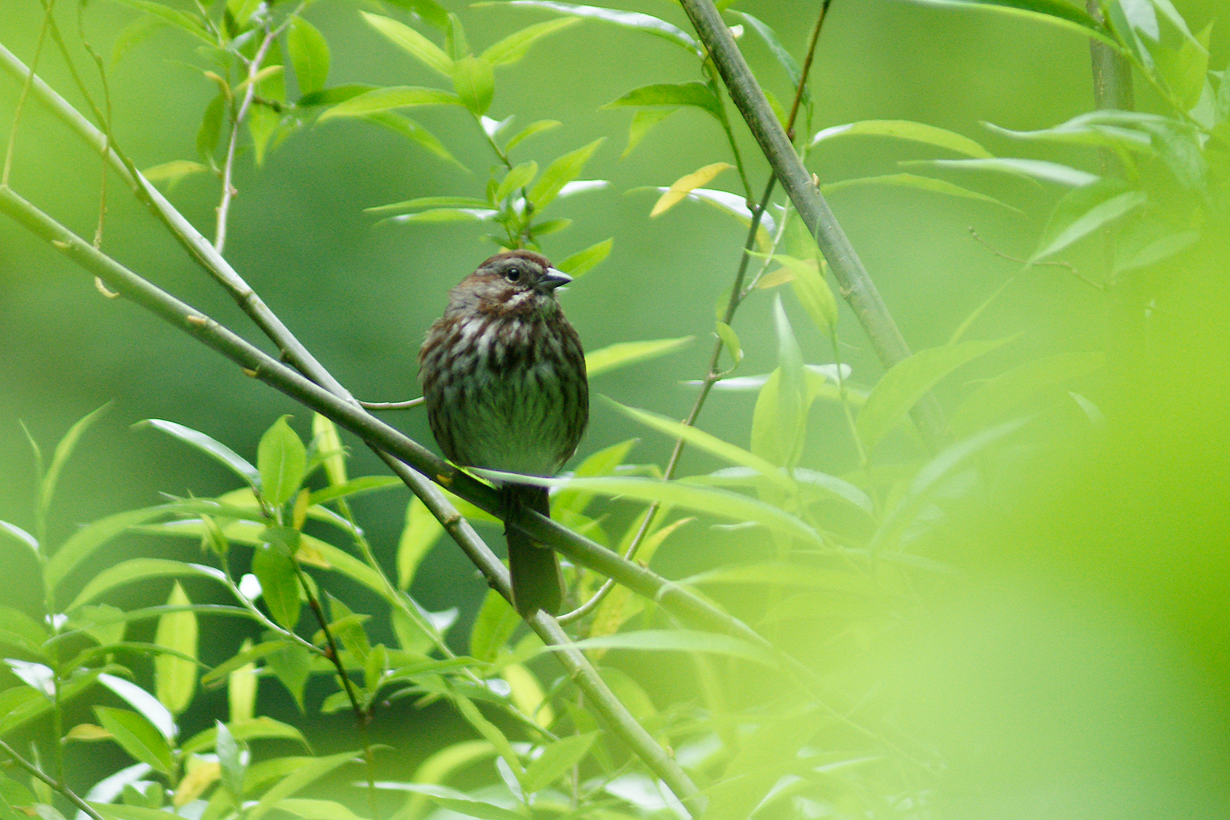 song sparrowDSC08685.JPG