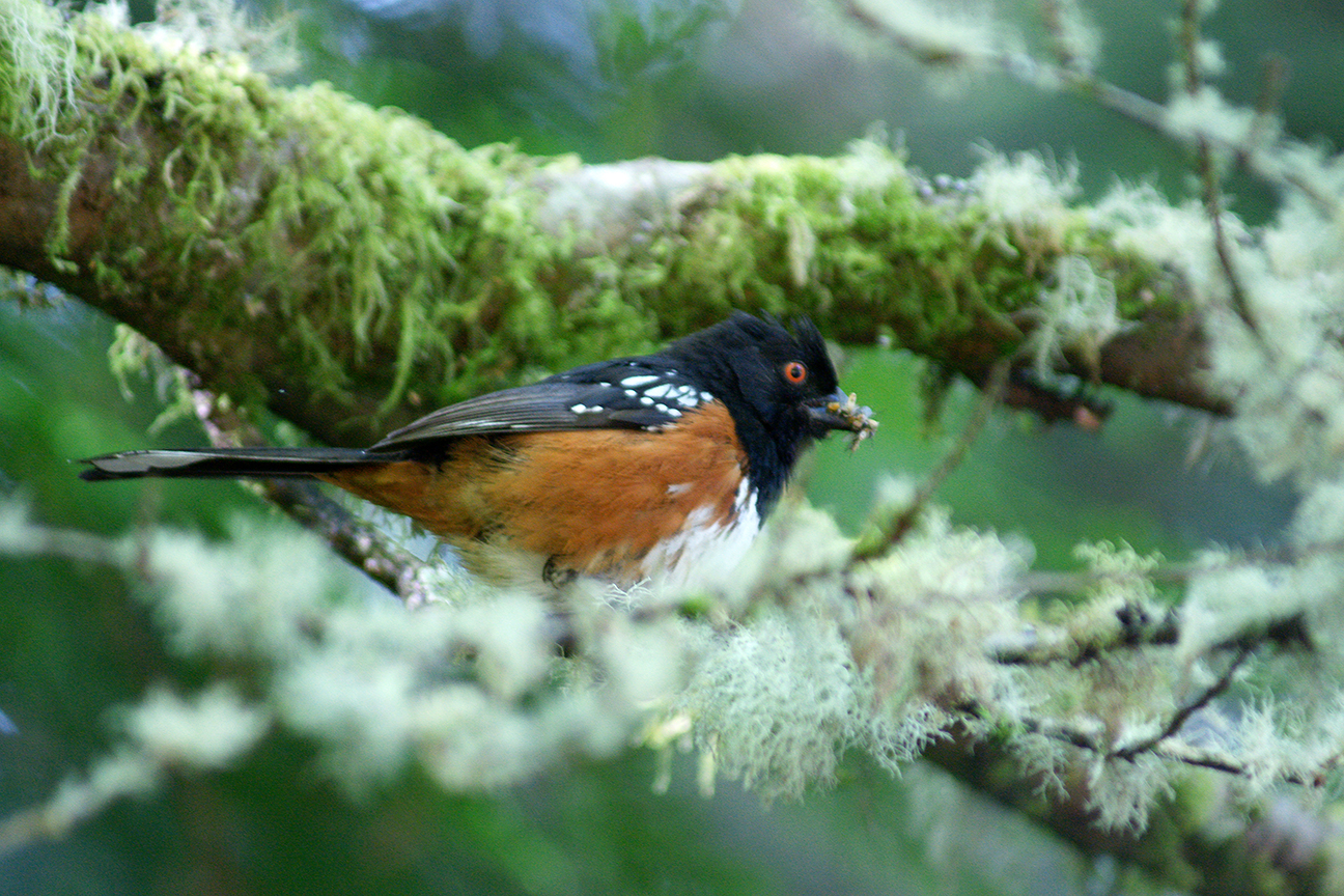 towheeDSC02057.JPG