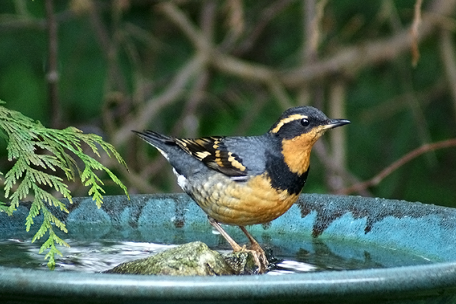 varied thrush1DSC09236.jpg