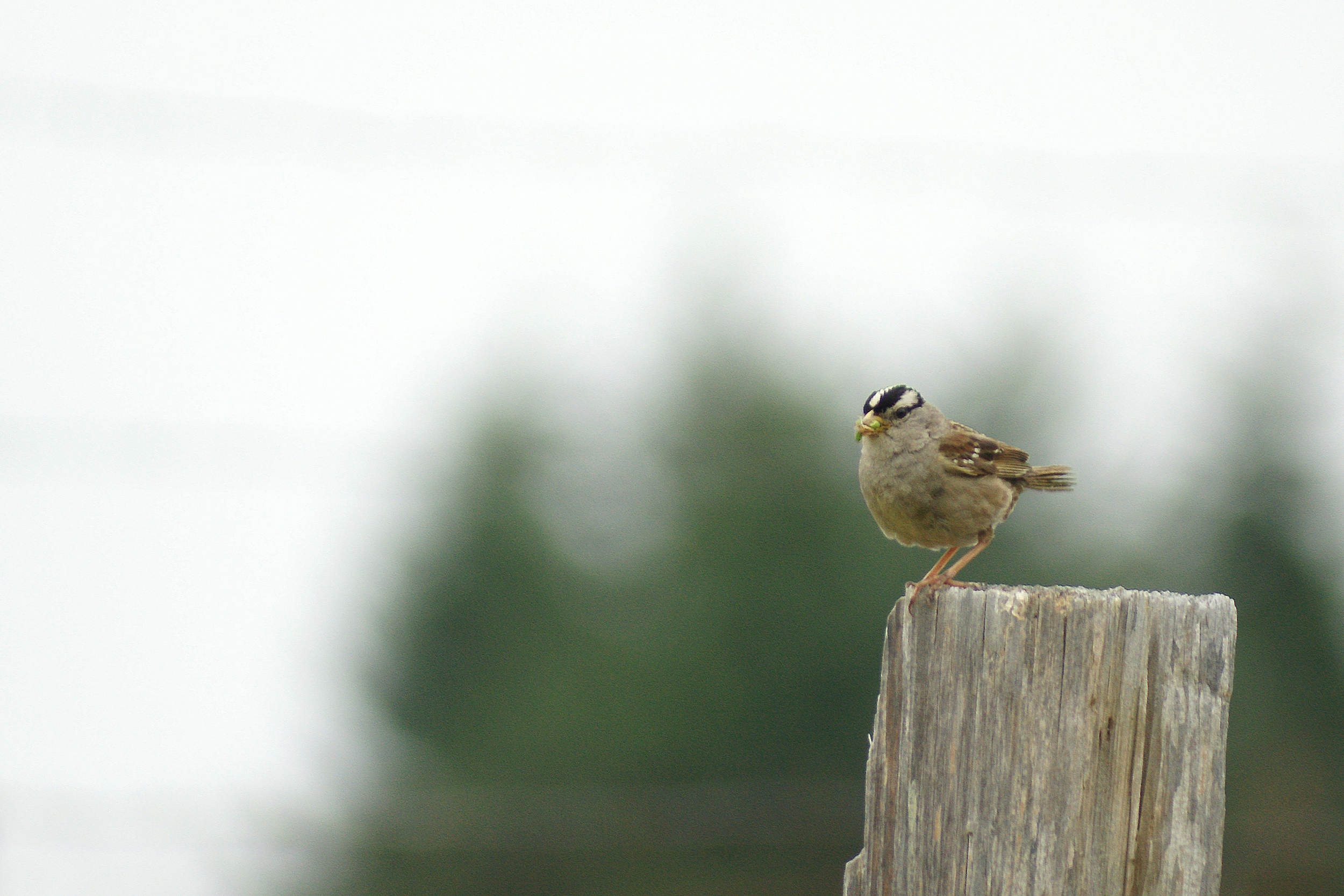 white crowned sparrowDSC03407.jpg