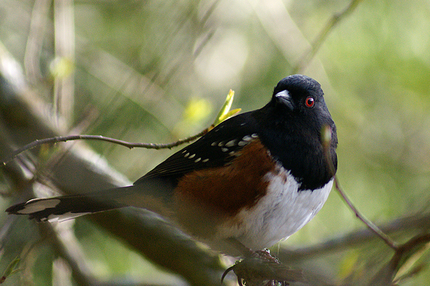 EyeingTowhee DSC09596.JPG