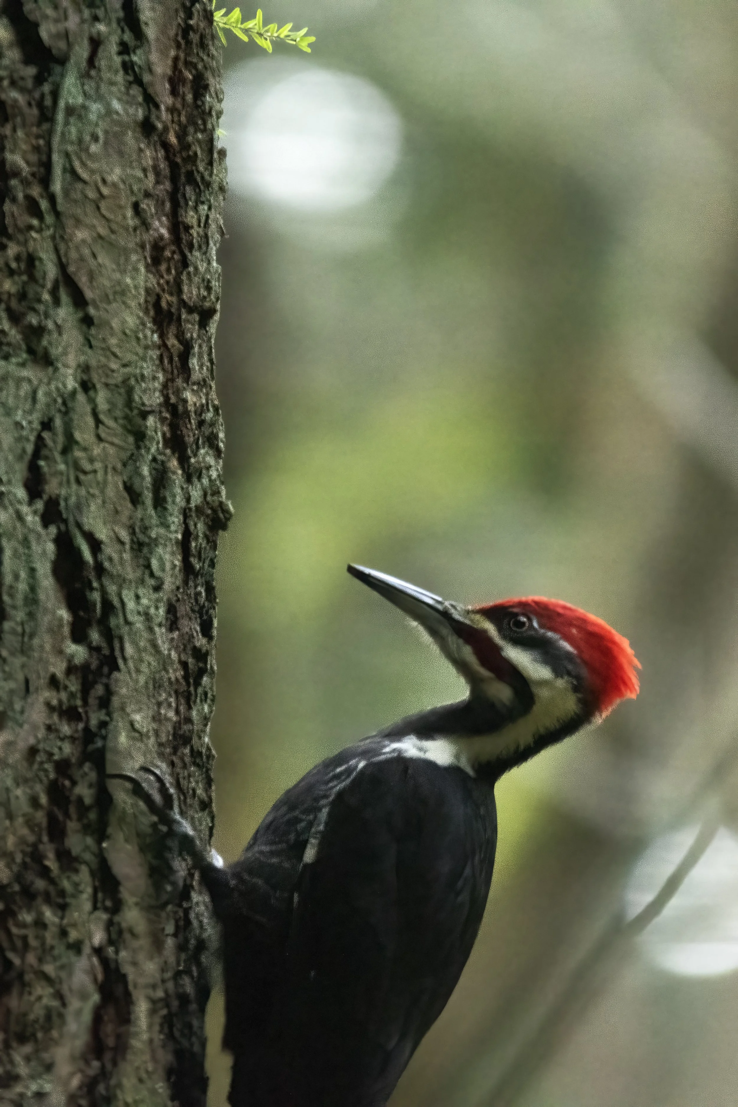 pileated woodpecker maleDSC00882.jpg