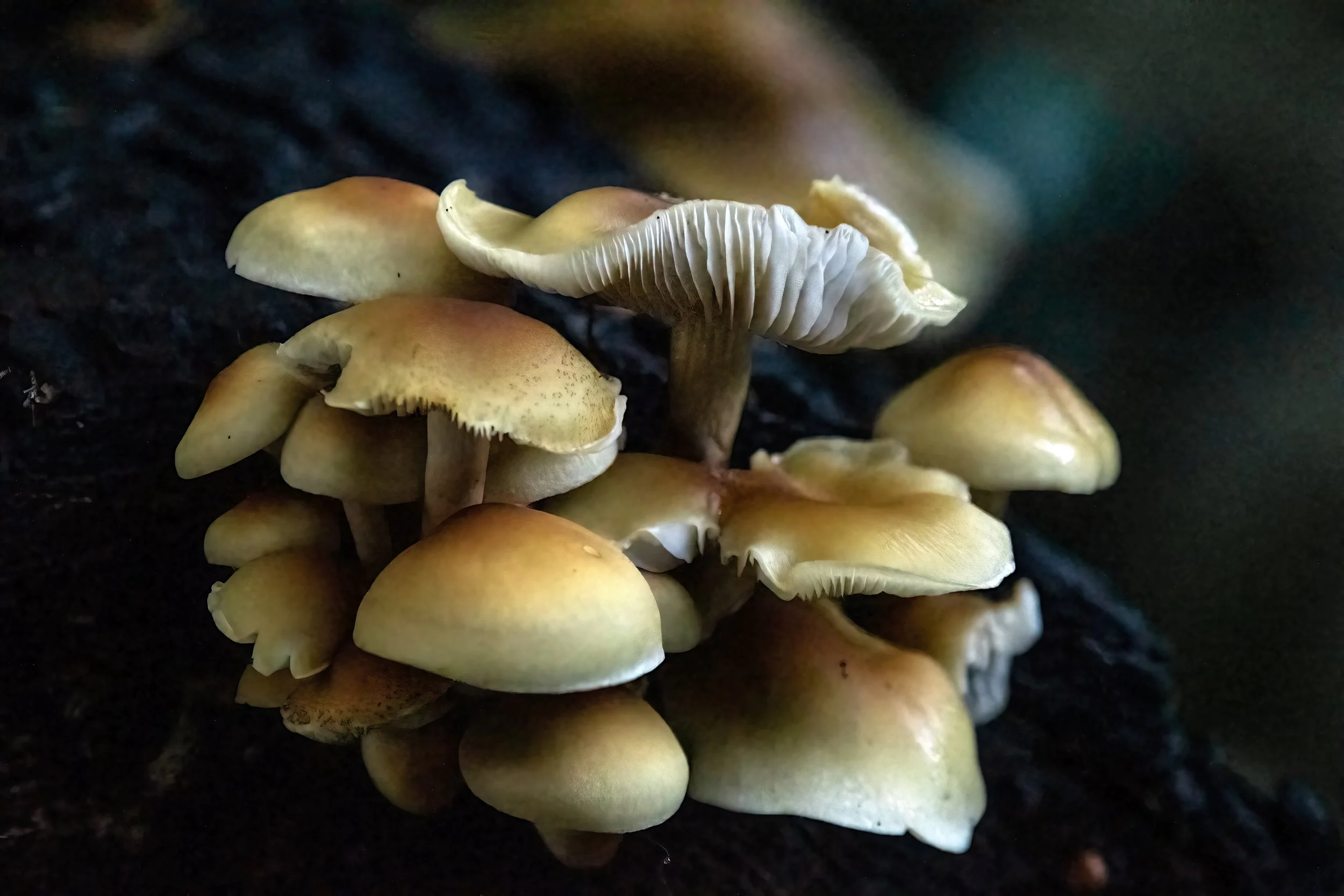 mushroomsDSC00590.jpg