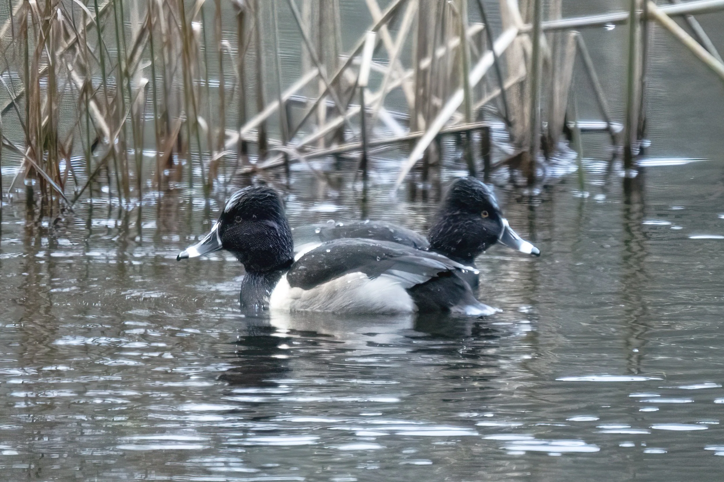 ring-neck double-ender?DSC02121.jpg