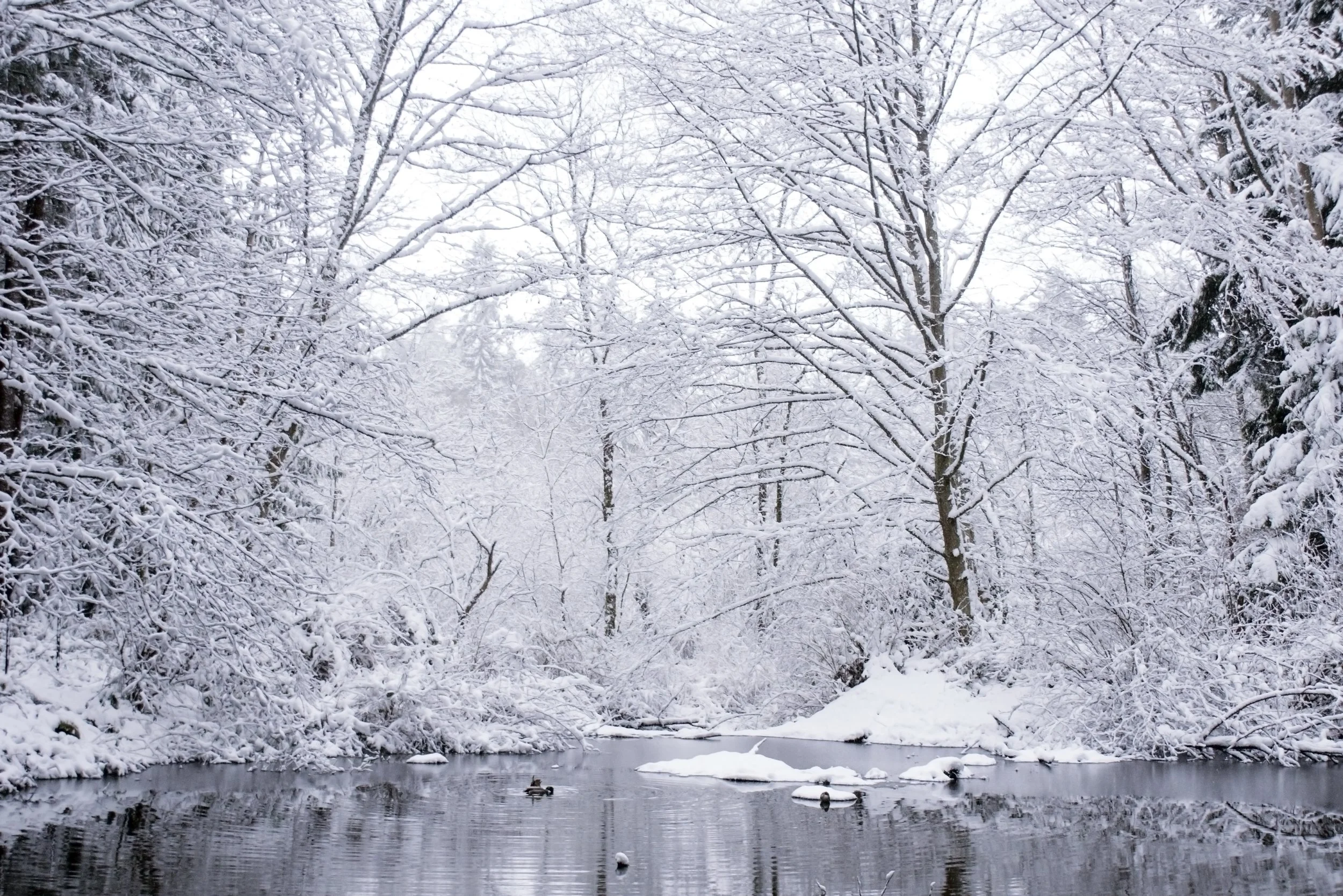 snowy little pondDSC04807.jpg