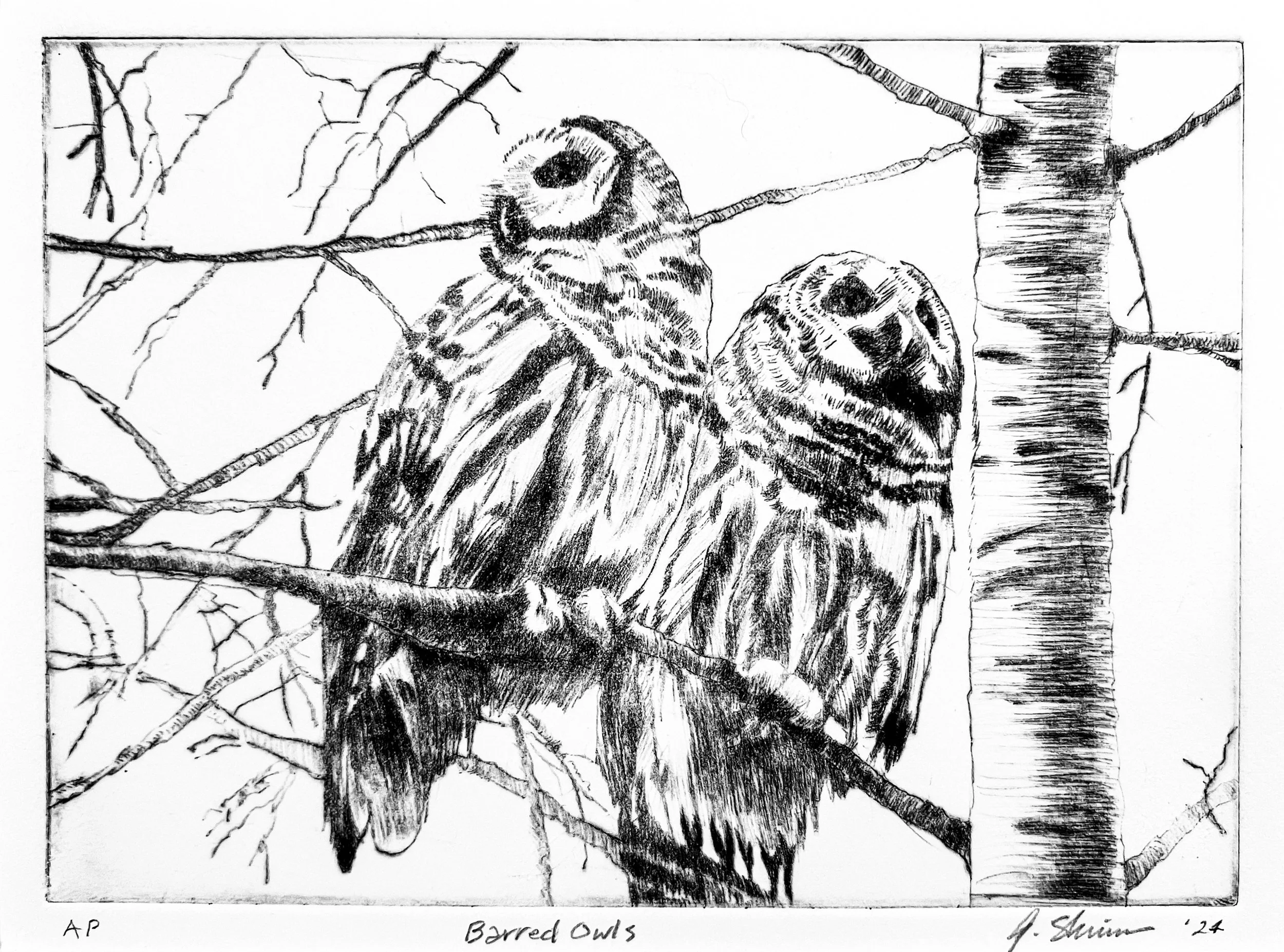 Barred Owls, Gary Shinn, 5x7 $175 .jpg
