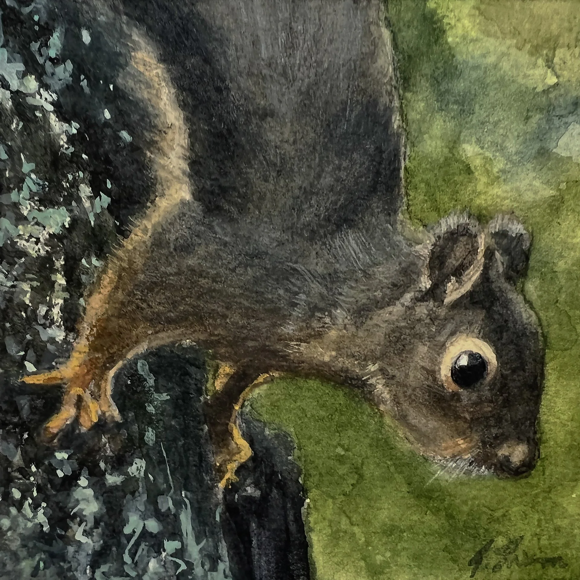 douglas squirrel IMG 2132.jpg