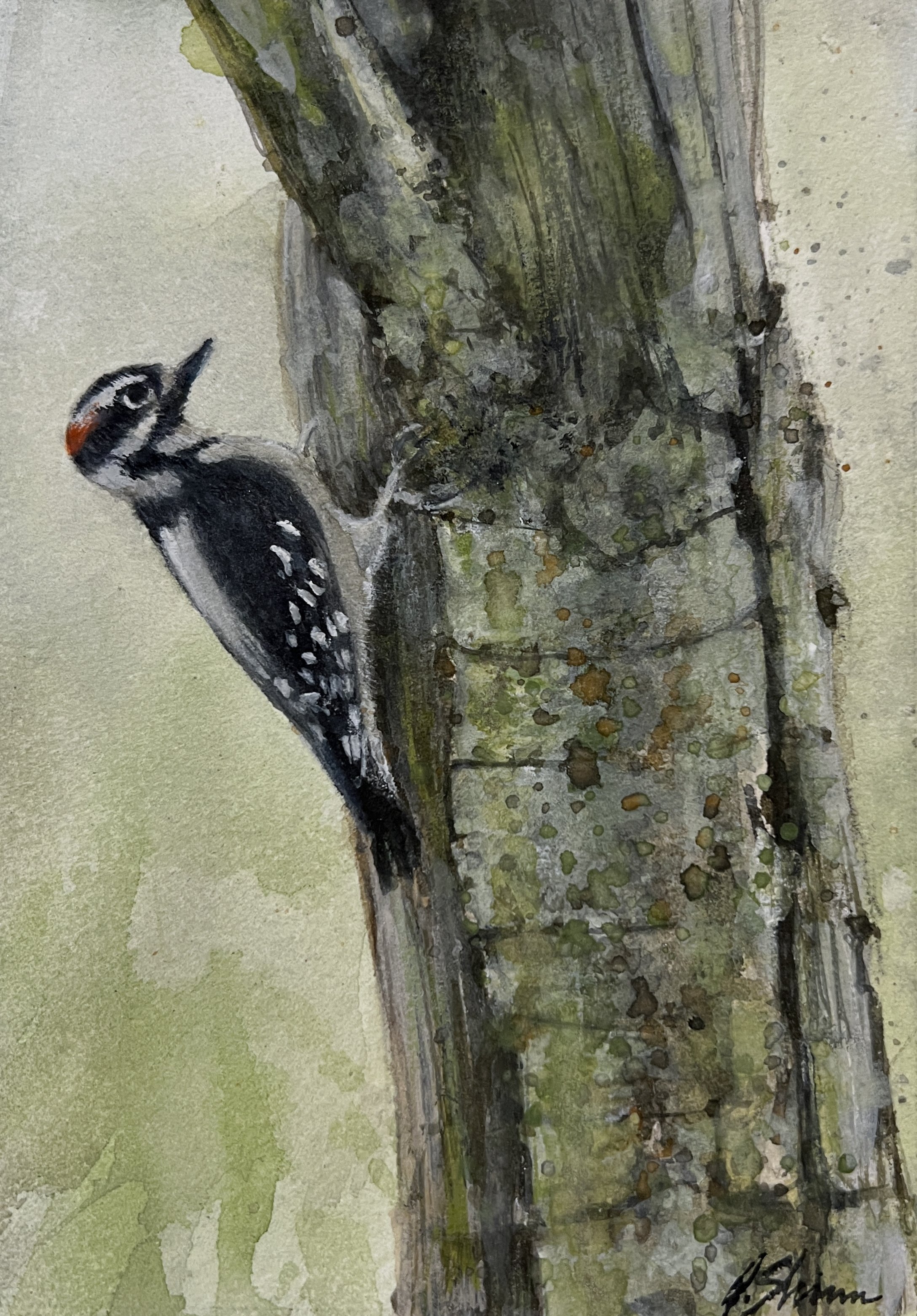 Downy Woodpecker, Gary Shinn, 4 1:2x6 1:2 $400.jpg