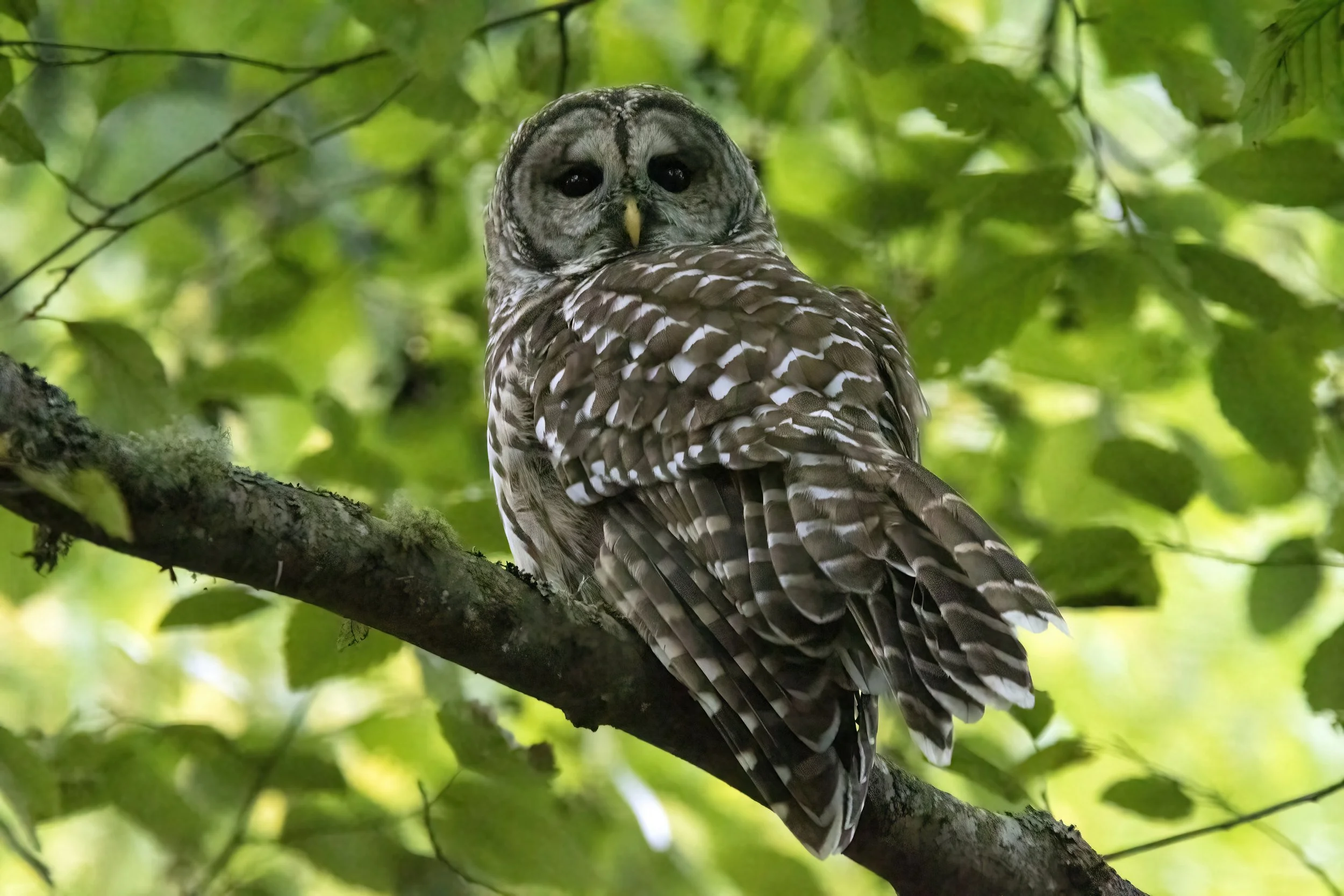 -barred owl returnsDSC01460.jpg
