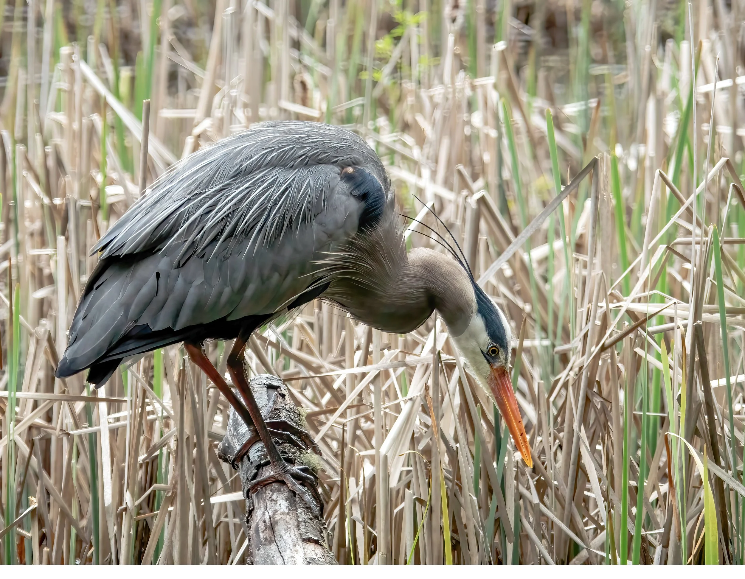 -great blue heron rev.jpg