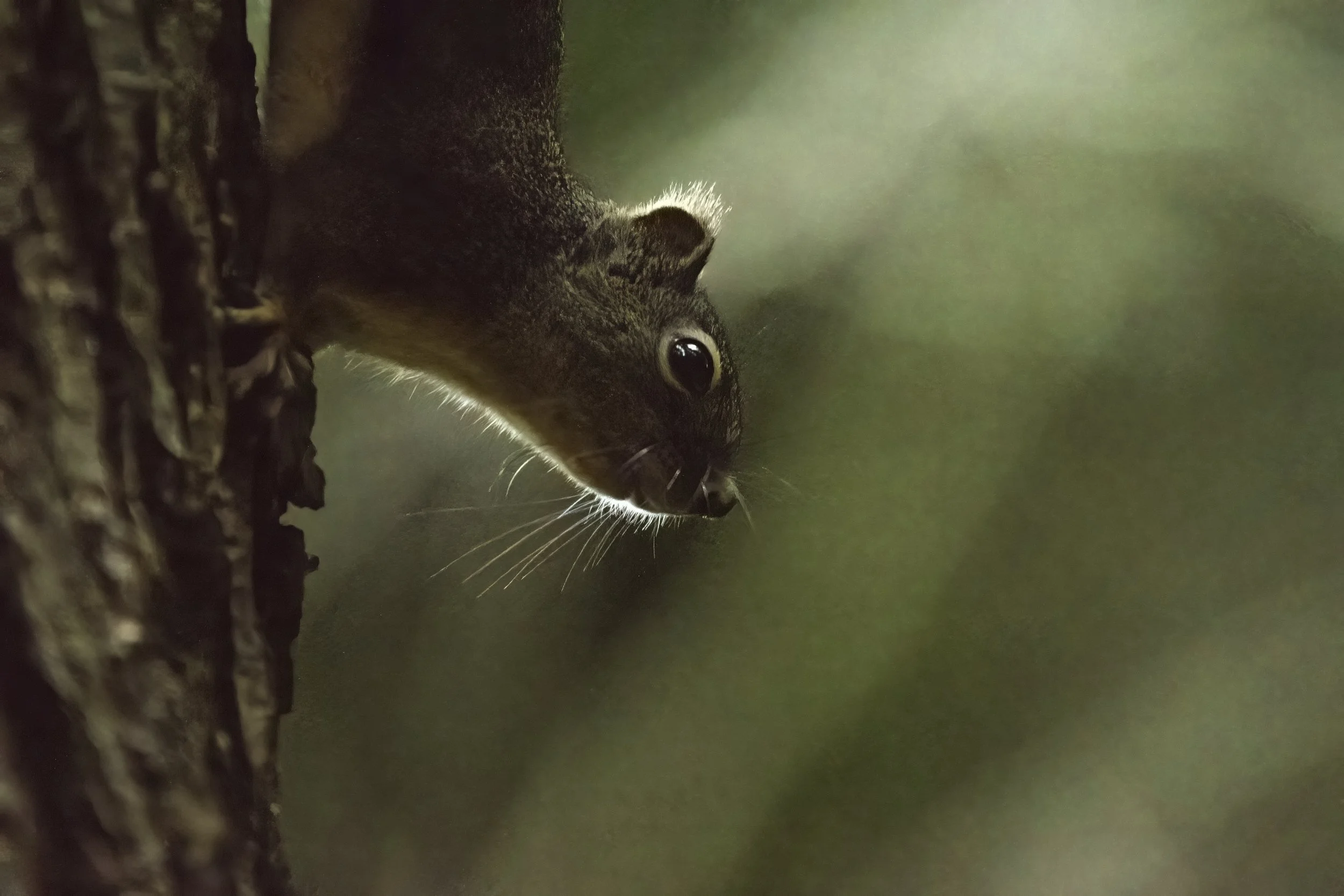 -douglas squirrelDSC04474.jpg