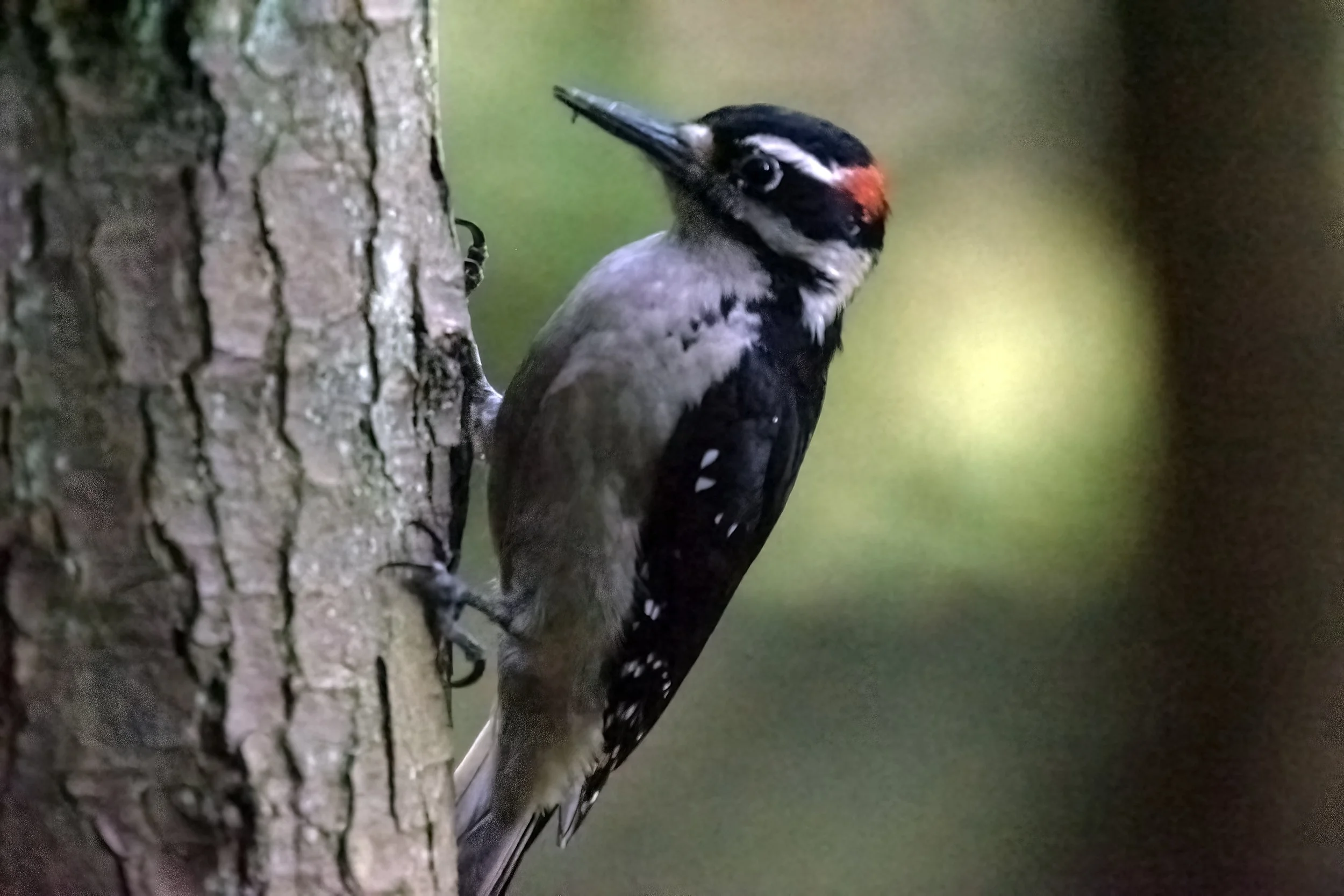 -hairy woodpeckerDSC07650.jpg