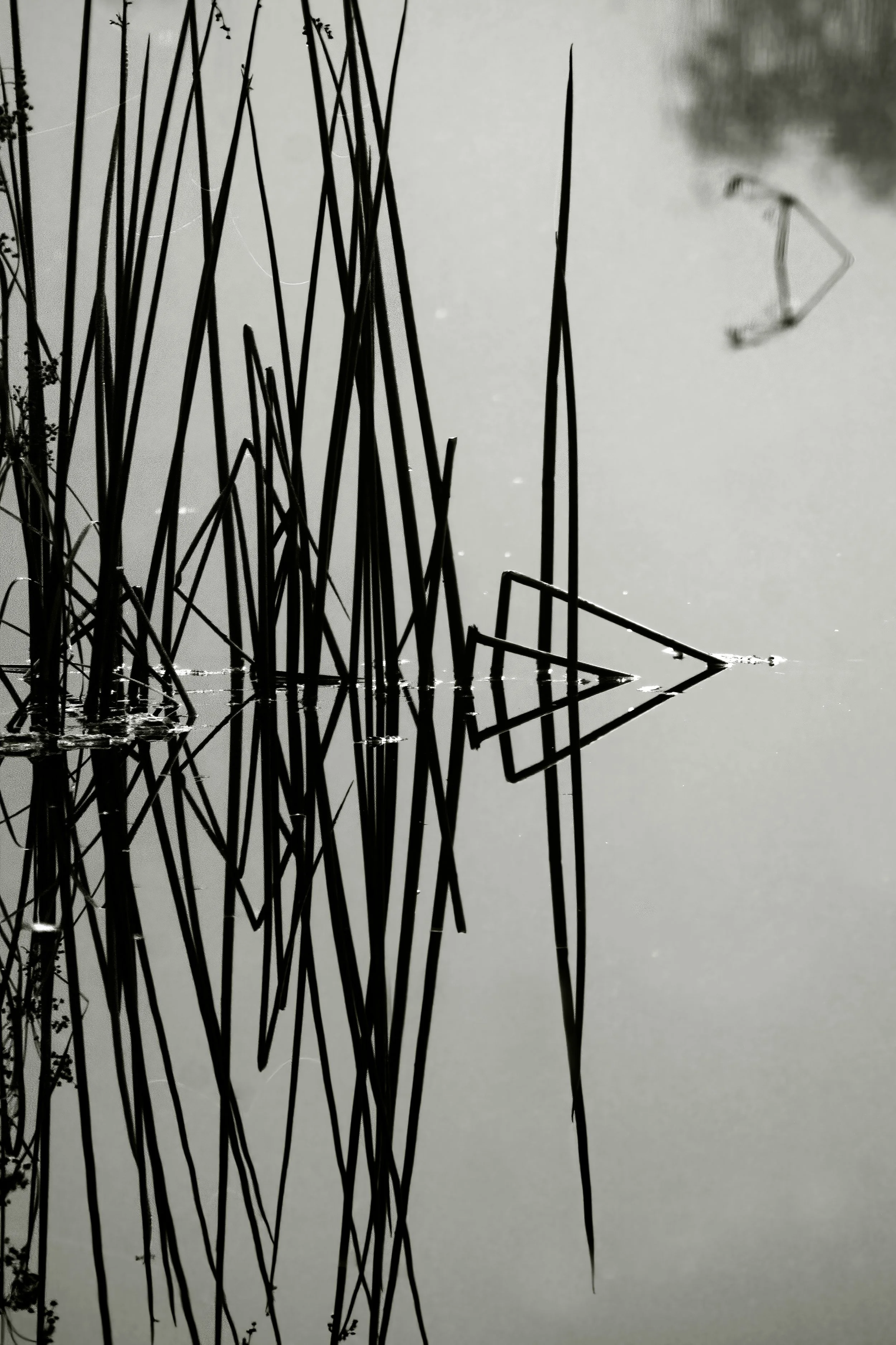 fishbones IIDSC01061.jpg