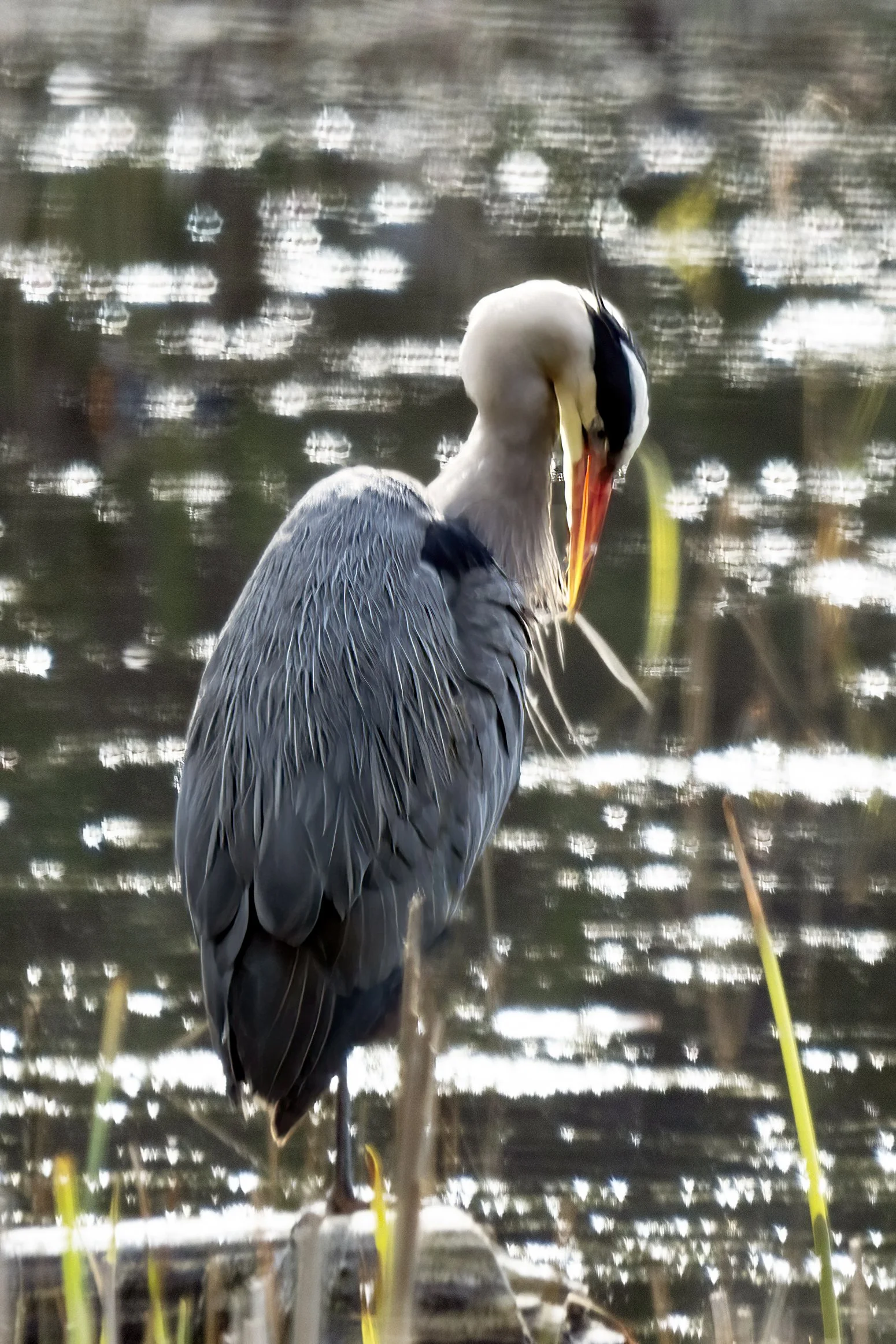 great blue heron preeningDSC07319.jpg