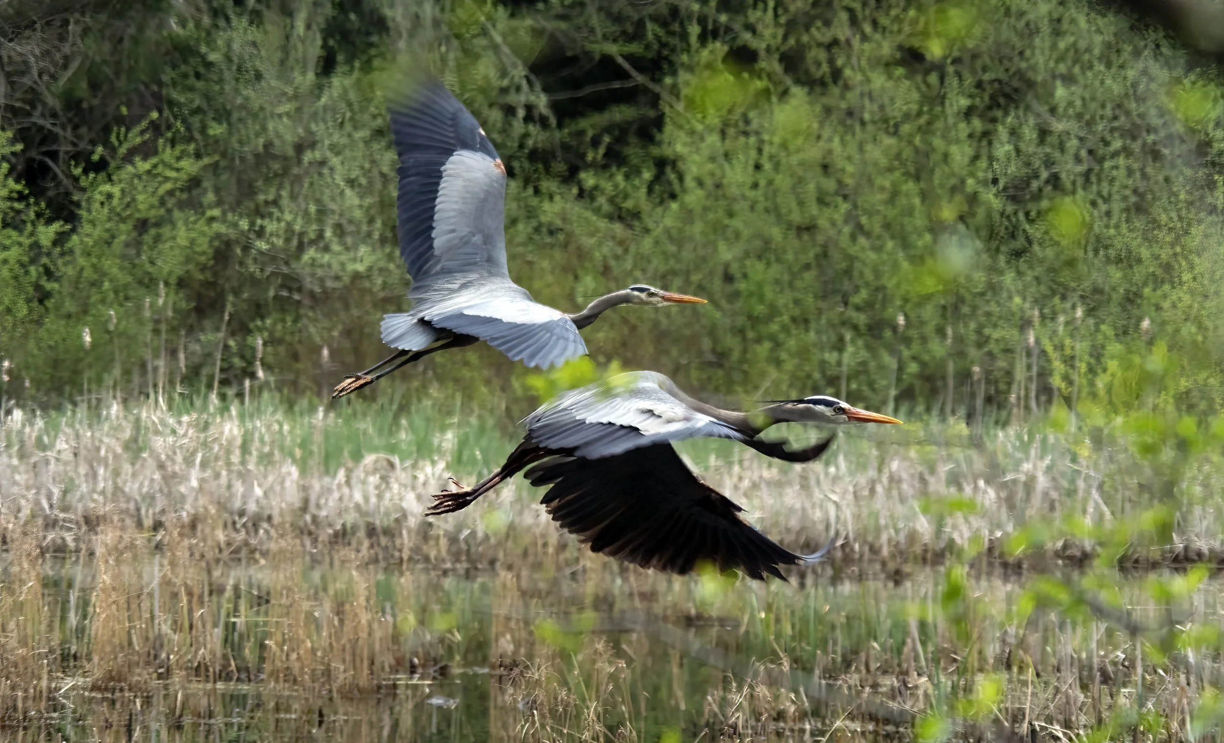 great blue heron pairDSC07559.jpg