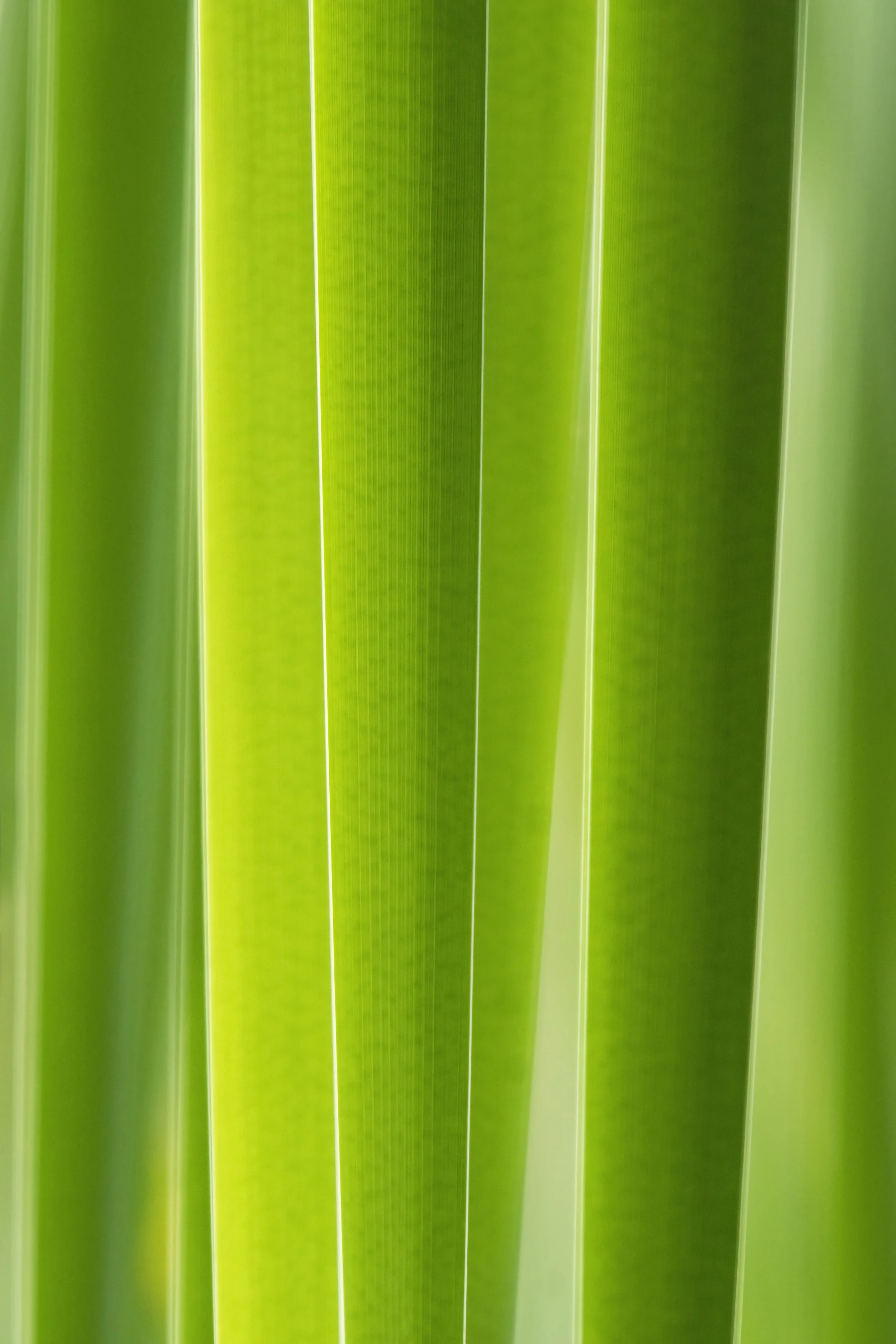 green stripes cattailsDSC00477.jpg