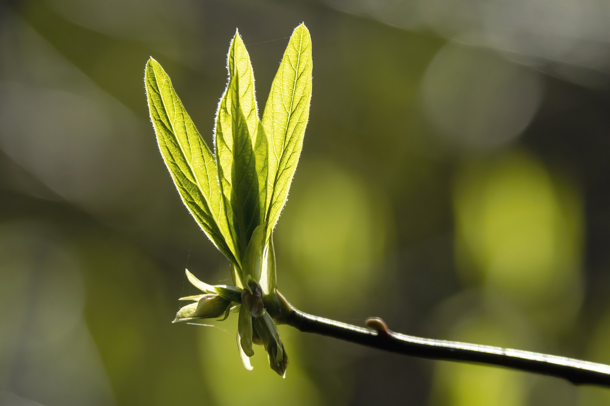 indian plumDSC03307.jpg