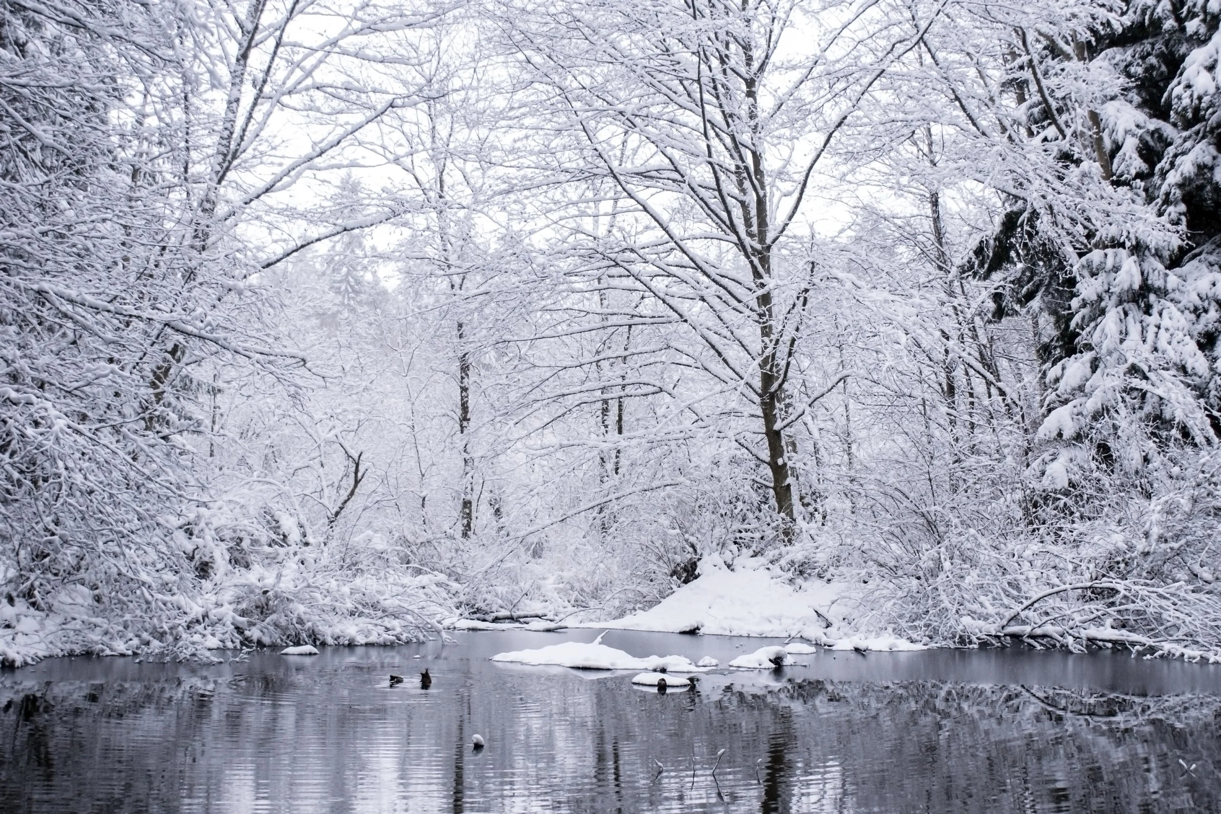 snowy little pondDSC04805.jpg