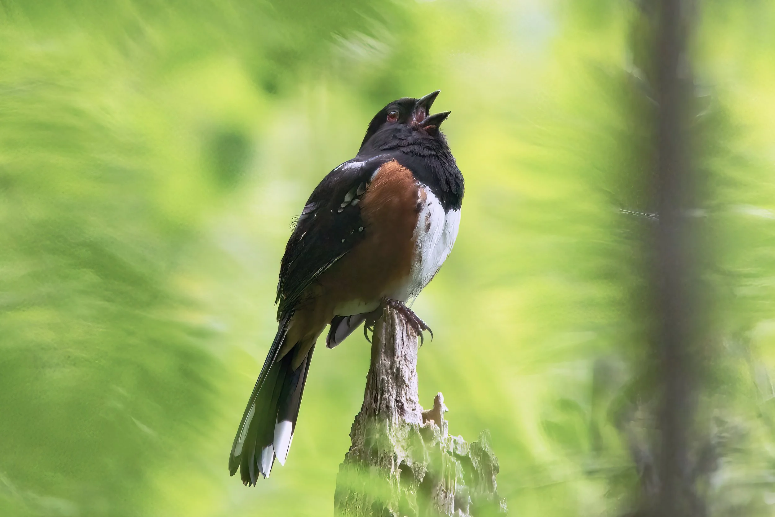 *spotted towhee.jpg