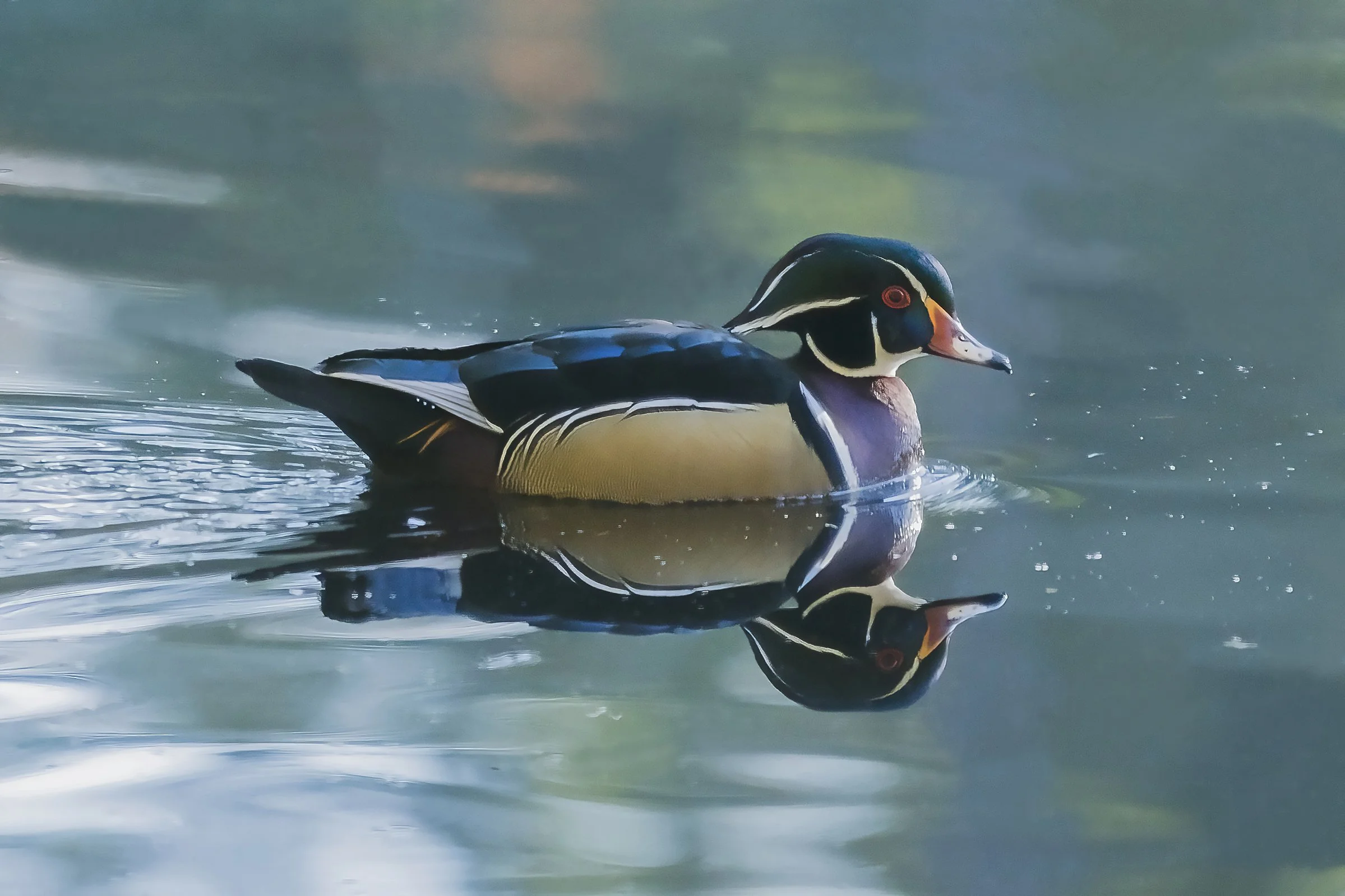 Wood Duck Drake*****DSC01249.jpg