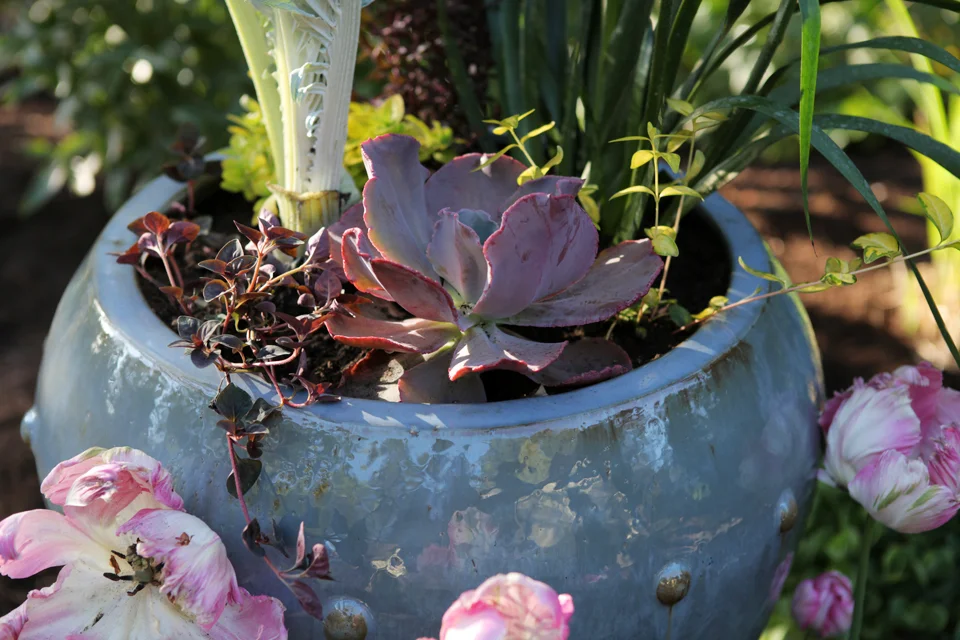 Echiveria hybrid. Beautiful focal point to the plantings.