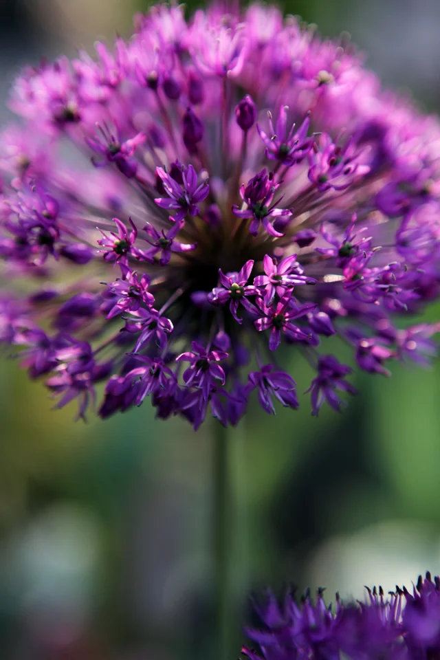 Allium 'Purple Sensation'