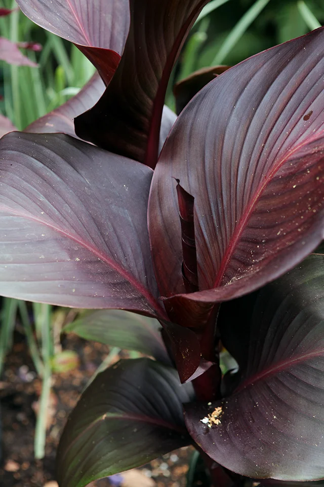 Canna Tropicana - Dramatic Deep Red/Black Foliage! Photo by Holly Stickley