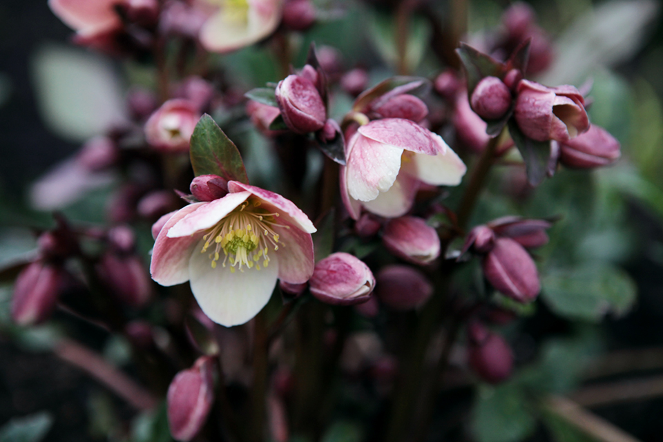 Helleborus x ballardiae 'Merlin' One of my favorites and another early bloomer. Outward facing pink blooms mature to a deep cranberry. Dark green, slightly marbled foliage with dark burgundy stems...striking! Wonderful when planted with early or mid-spring blooming powder pink tulips! Photo by Holly Stickley