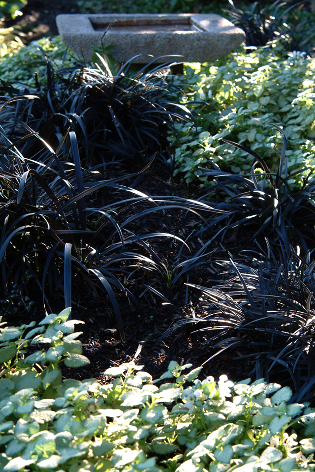 Black Mondo Grass & Lamium White Nancy. Photo by Holly Stickley.