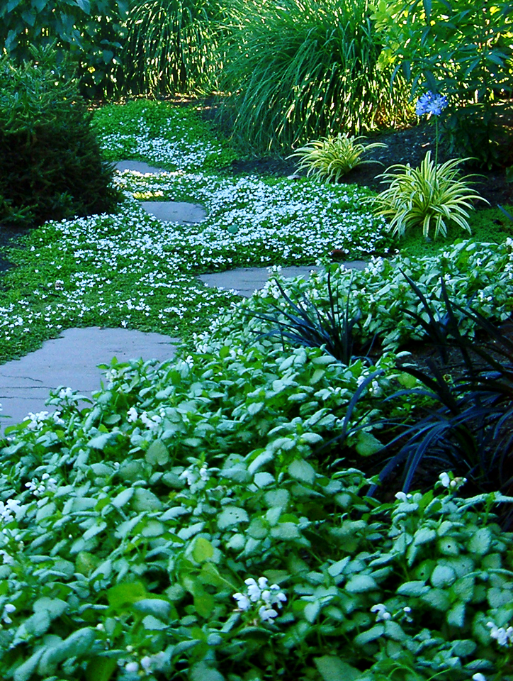 In the foreground, Lamium White Nancy. In the background, a sea of White Star Creeper creeping along the paving stones. Photo by Holly Stickley.