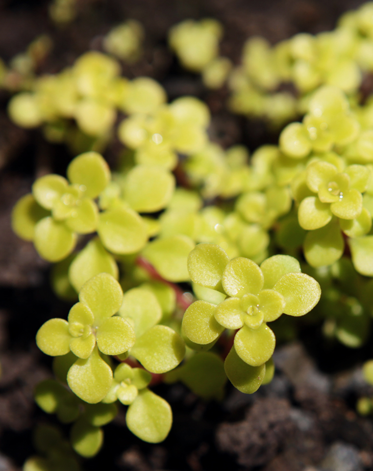 Golden Japanese Stonecrop. Photo by Holly Stickley.