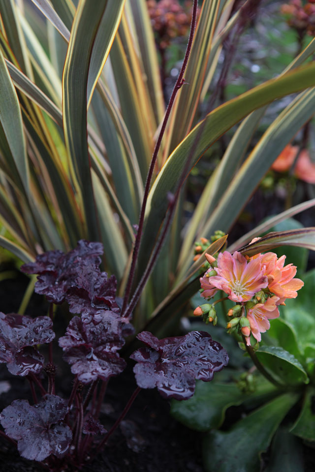 Hybrid Phormium, Heuchera 'Obsidian' & Lewisia. I dig the water droplets.