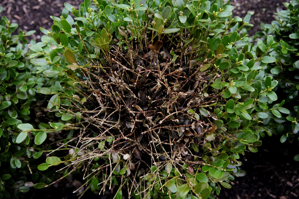 Boxwood-Blight-#2-475-1000.jpg