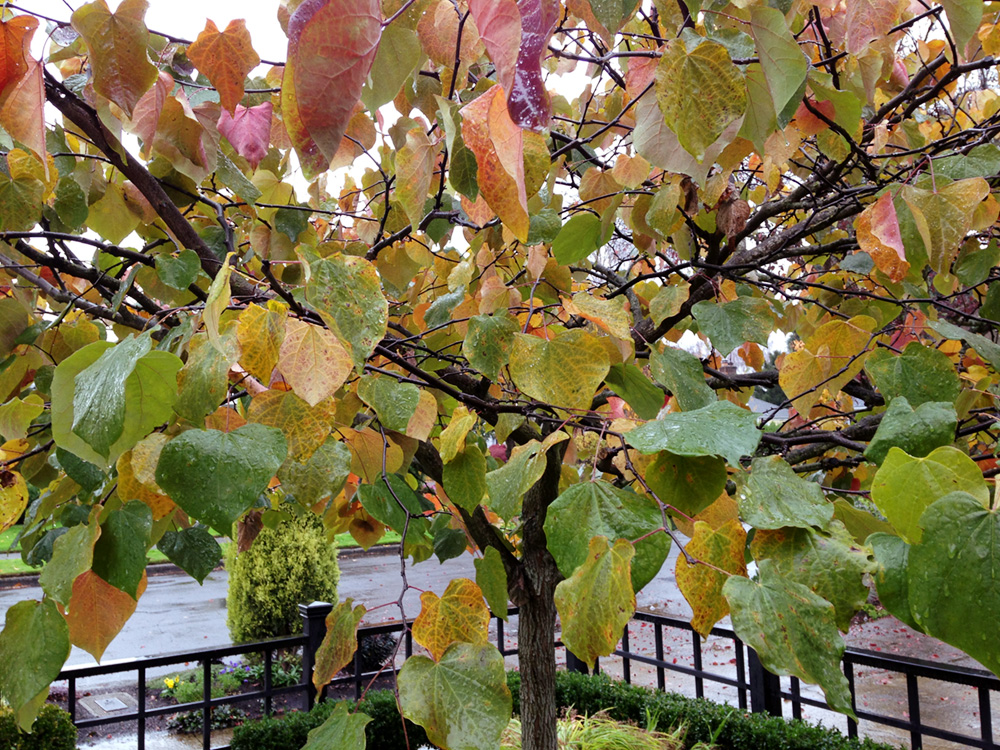 Happy Fall! Colorful foliage of the Cercis canadensis "Forest Pansy." See my healthy boxwood hedge below the tree. The gap on the bottom left corner is where I lost two boxwood plants.