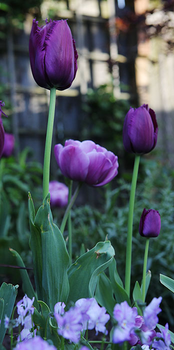 Purple fringe and peony-like tulips nesting in a bed of violet violas. Design & Photo by Holly Stickley