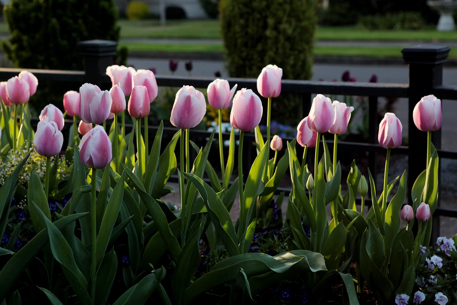 Giant Darwin Hybrid Tulip 'Ollioules'