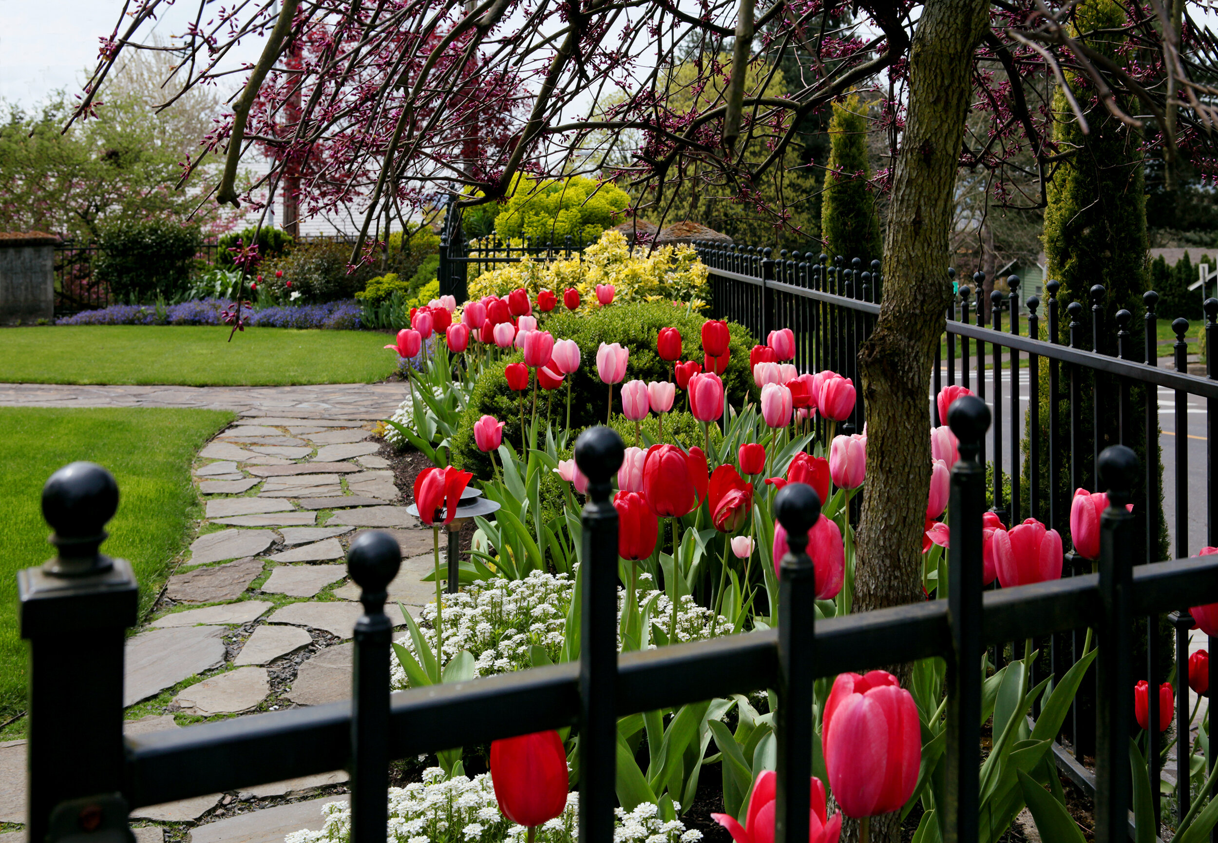 Tulip Time In Vancouver, Washington