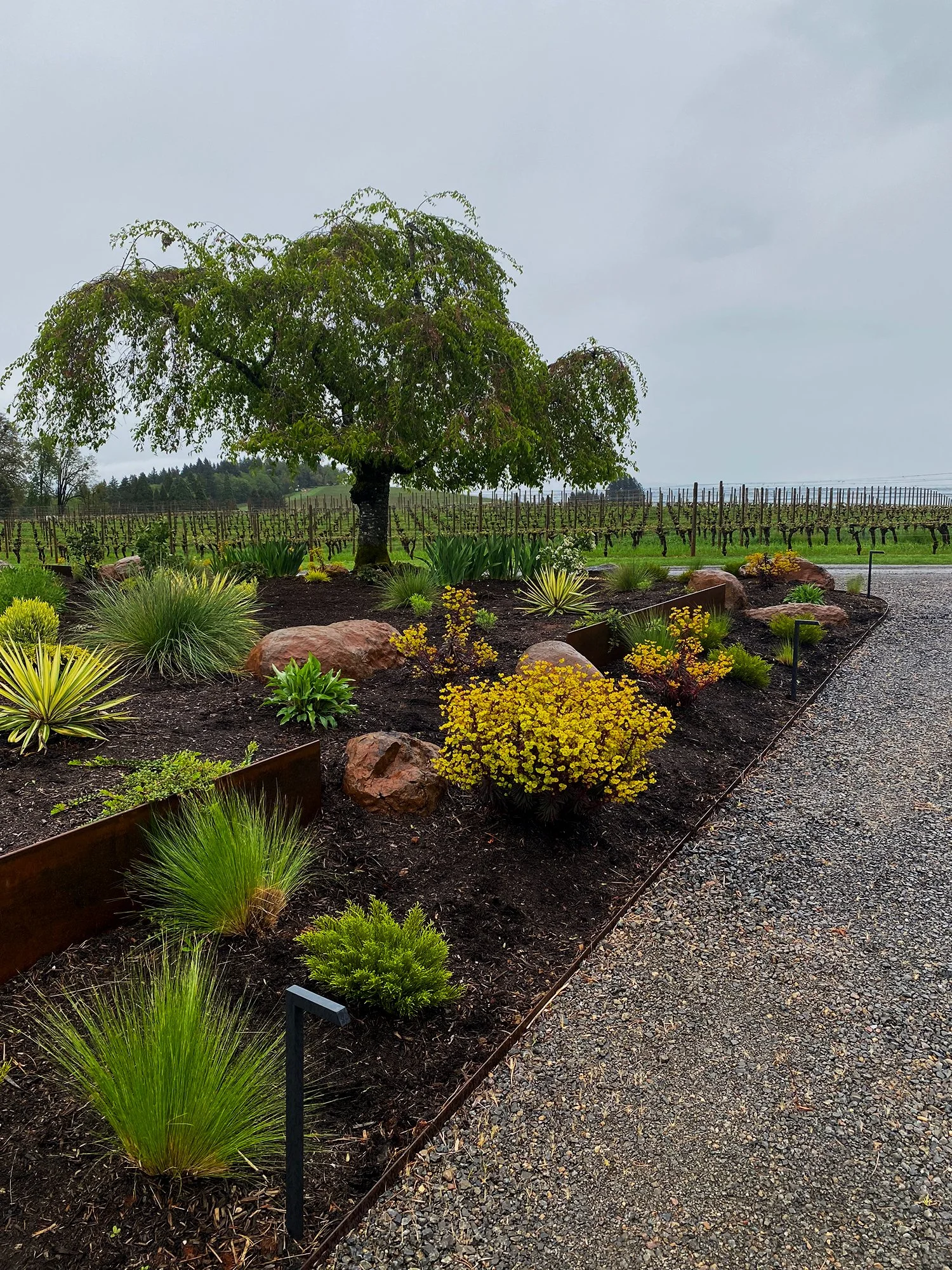 Dayton / Dundee, Oregon landscape design. 
Corten steel panels to retain the upper level of soil. The red hue of the panels ties in with the red hued Jory soil. This is the driveway entrance with the grape fields beyond. What a lovely entrance to com