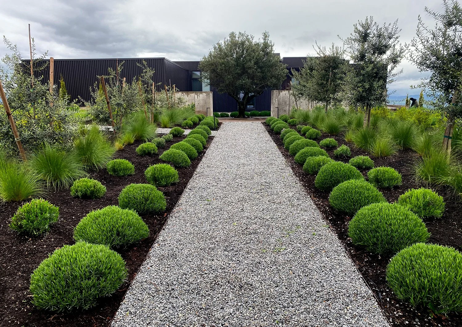 Dayton / Dundee, Oregon landscape design. 
Modern landscape style to match the beautiful modern style custom home situated on a hilltop in the Oregon wine country. The walkway is made out of salt & pepper granite lined with lavandula 'Grosso.'