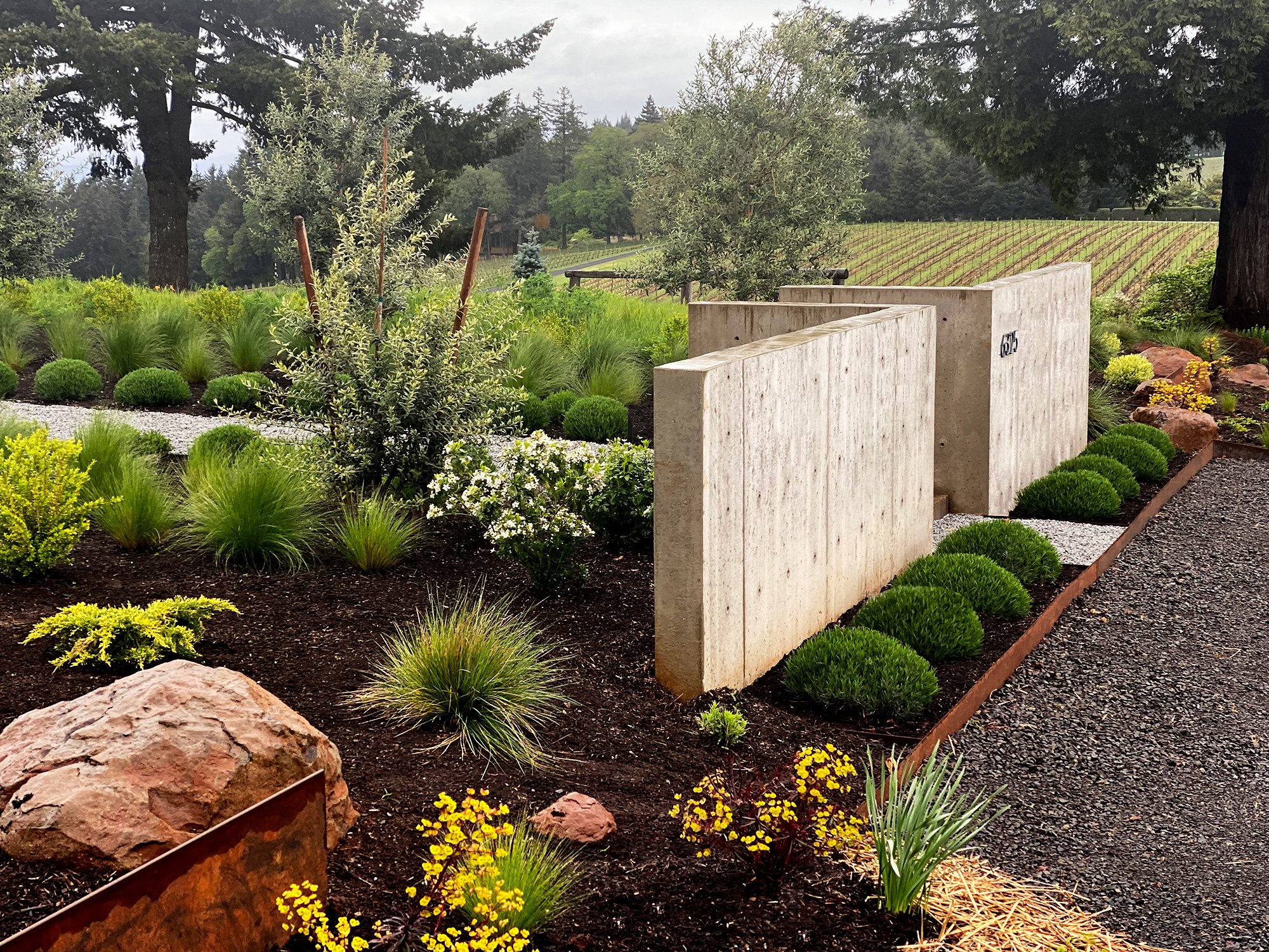 Dayton/ Dundee, Oregon landscape design.
Modern landscape front entrance in the Oregon wine country. Check out the large red boulder in the left foreground. This boulder was formed from the native nutrient-rich Jory soil. This red hued soil is renown