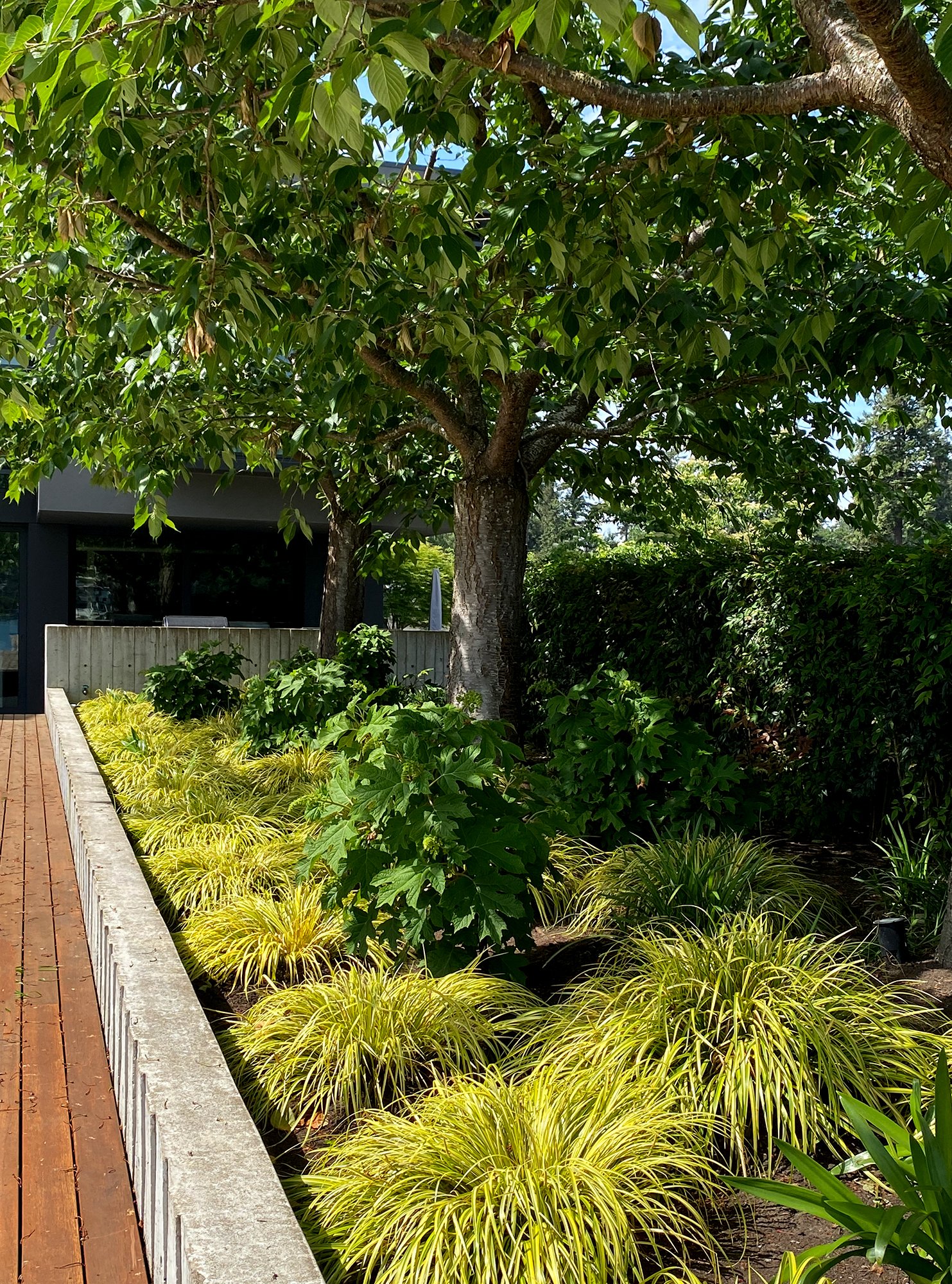 Modern style landscape. Masses of acorus and repeating oakleaf hydrangeas under cherry trees.