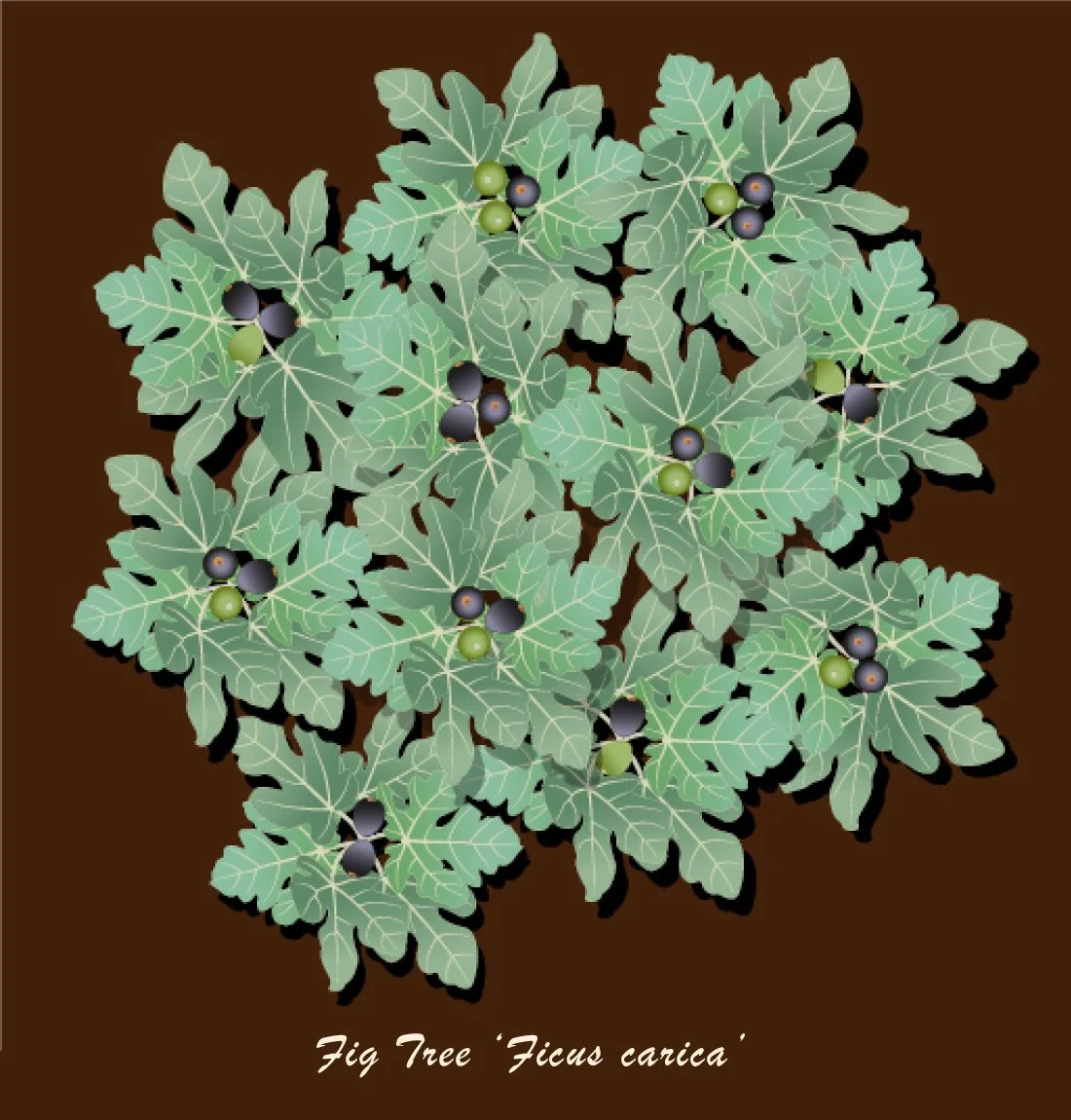Fig+Tree+Ficus+carica+with+Name.jpg