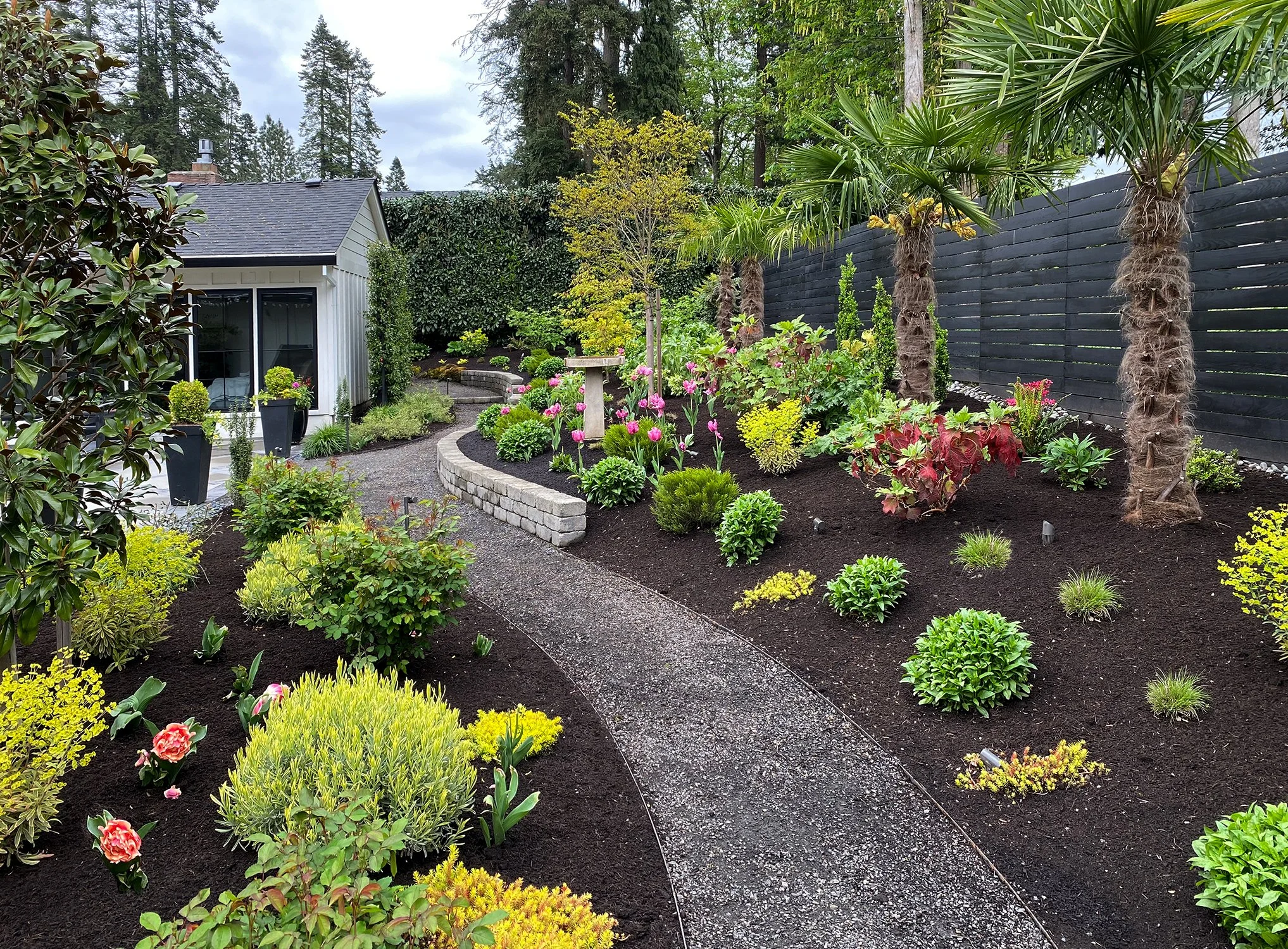Raleigh Hills, Oregon. Traditional NW style backyard garden. The homeowners love palms, so we designed with hardy windmill palms 'Trachycarpus fortunei'.
